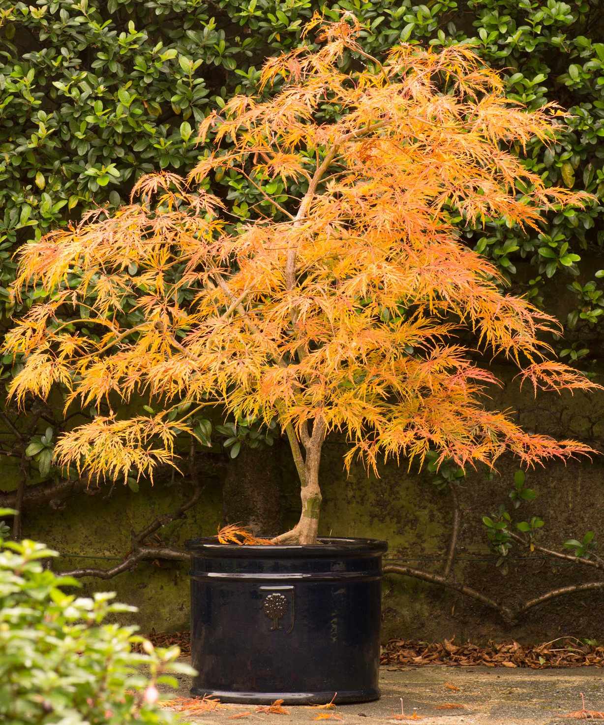 Acer palmatum var. dissectum 'Viridis'
