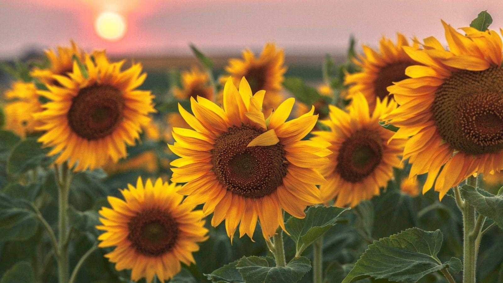 I spoke to expert horticulturists about the 5 key steps to get right when growing sunflowers in pots
