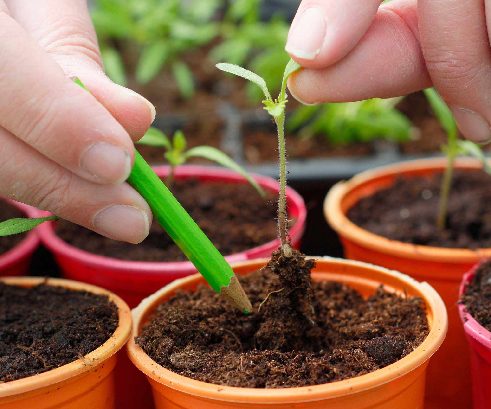 potting on seedlings