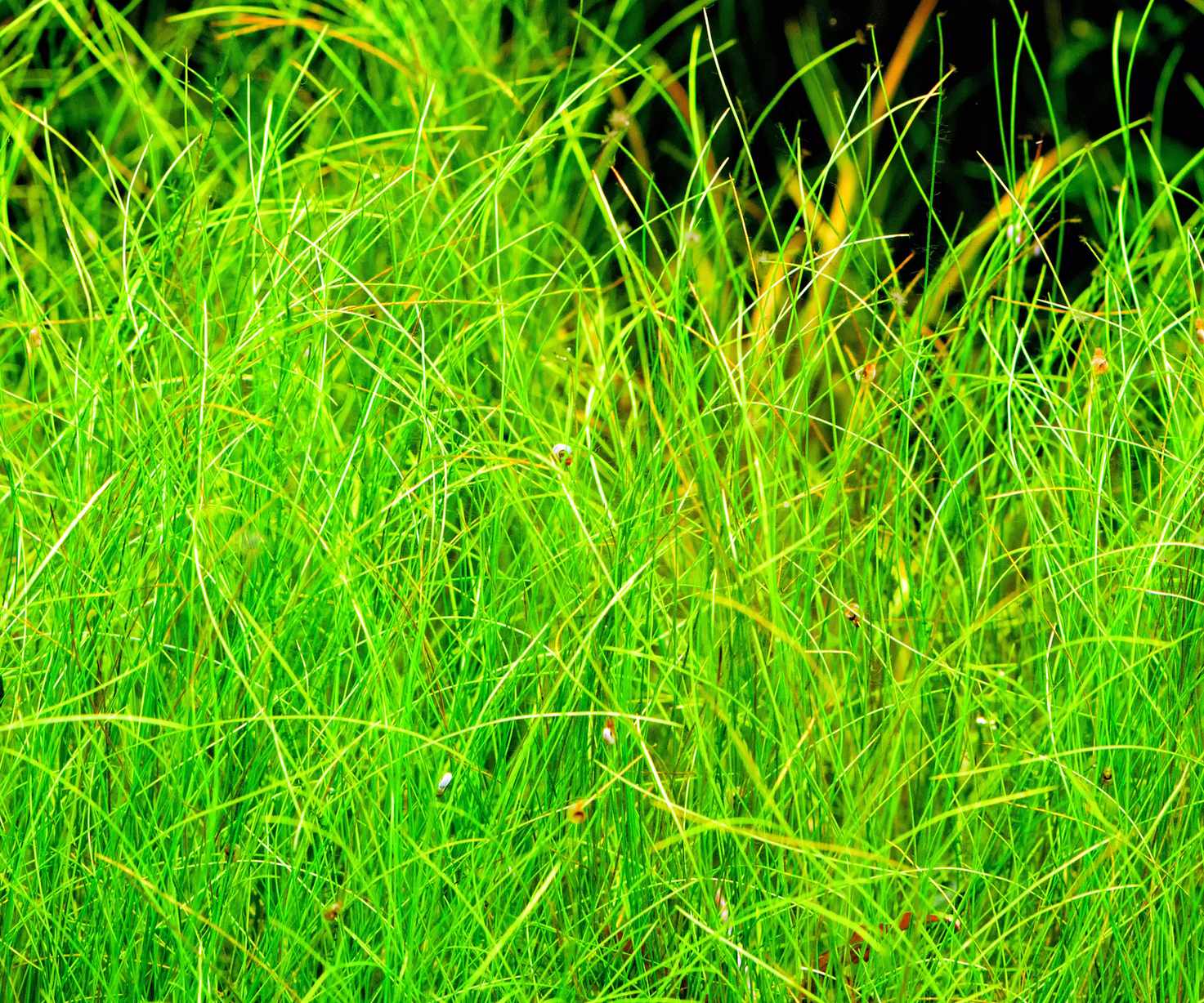 Oxygenating pond plants