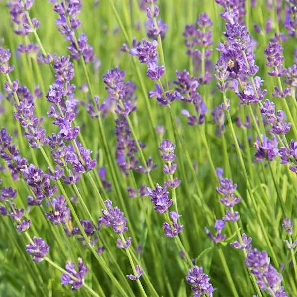 Munstead Lavender close-up
