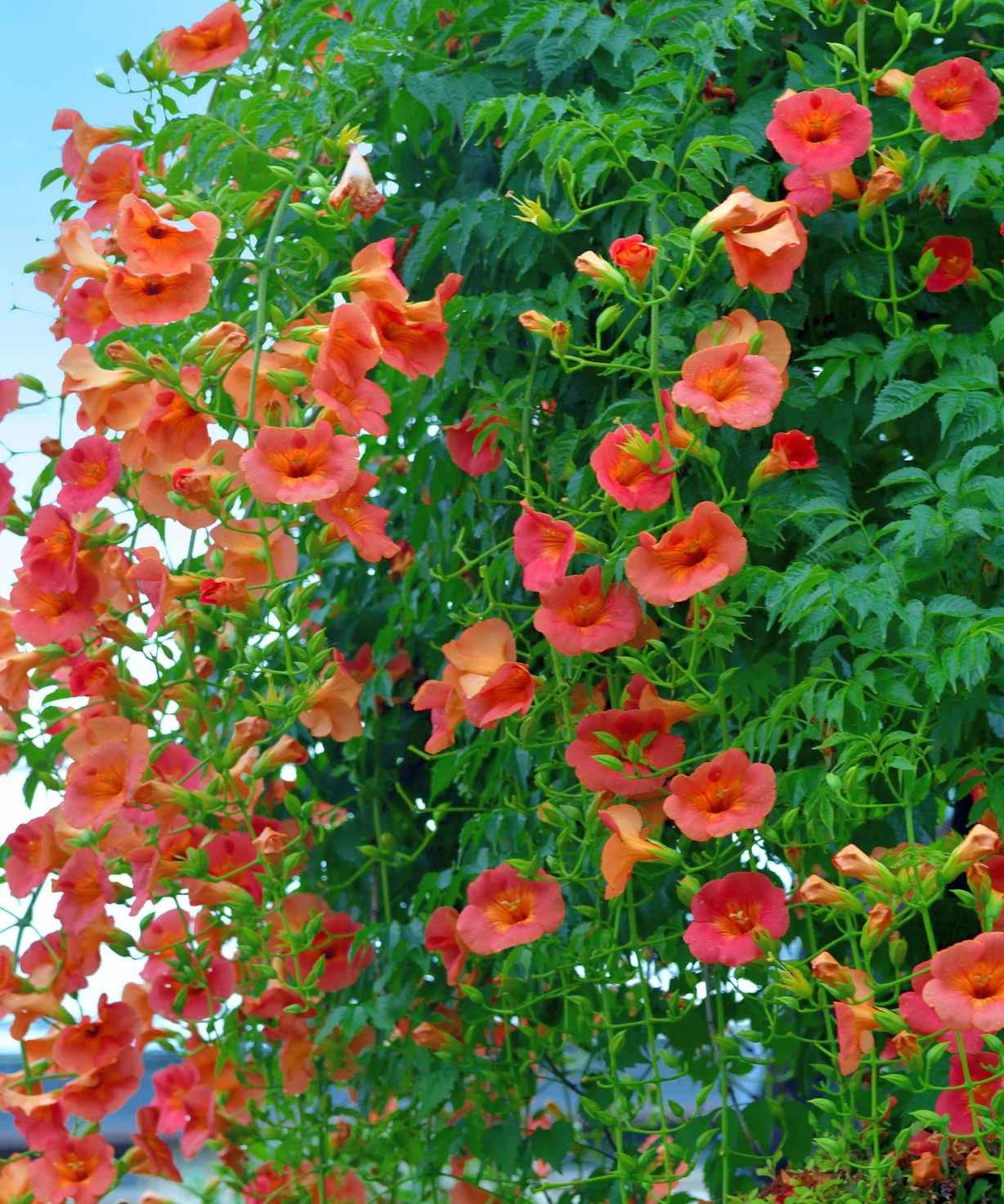 Orange trumpet flowers in bloom on a flourishing trumpet vine