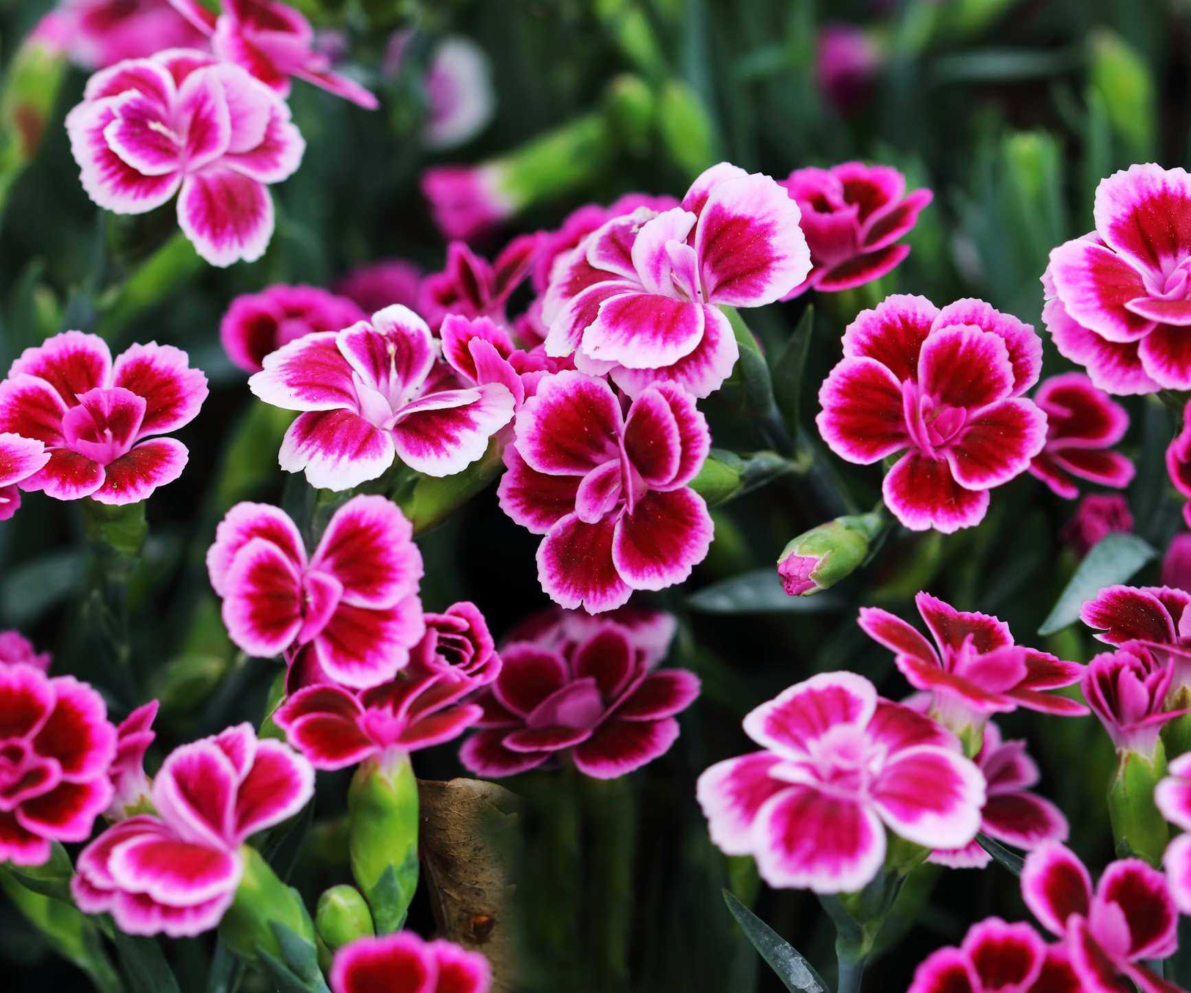 Dianthus 'Pink Kisses'