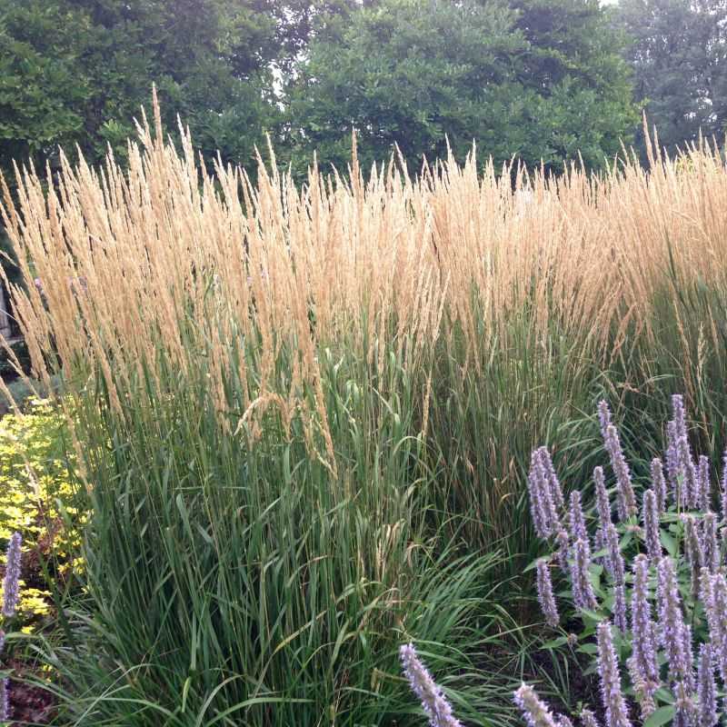 Karl Foerster Feather Reed Grass - Quart Container