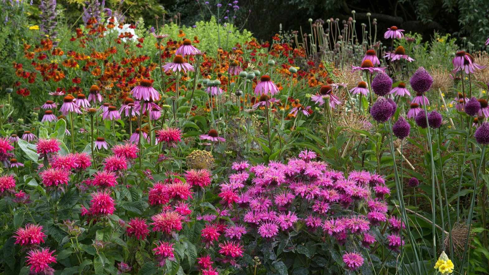 Late summer flowers – 16 best blooms to plant now for color into fall