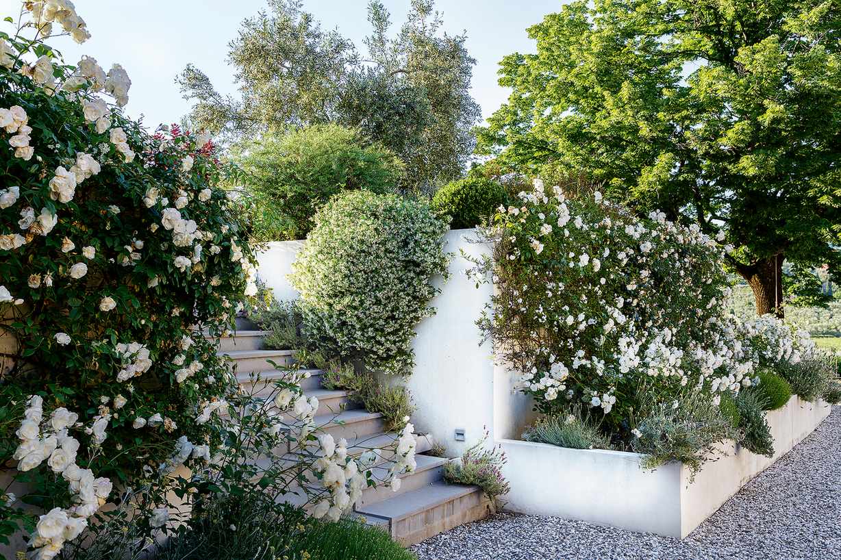 White rendered garden wall and steps on sloping site, bordered by fragrant roses, jasmine and lavender