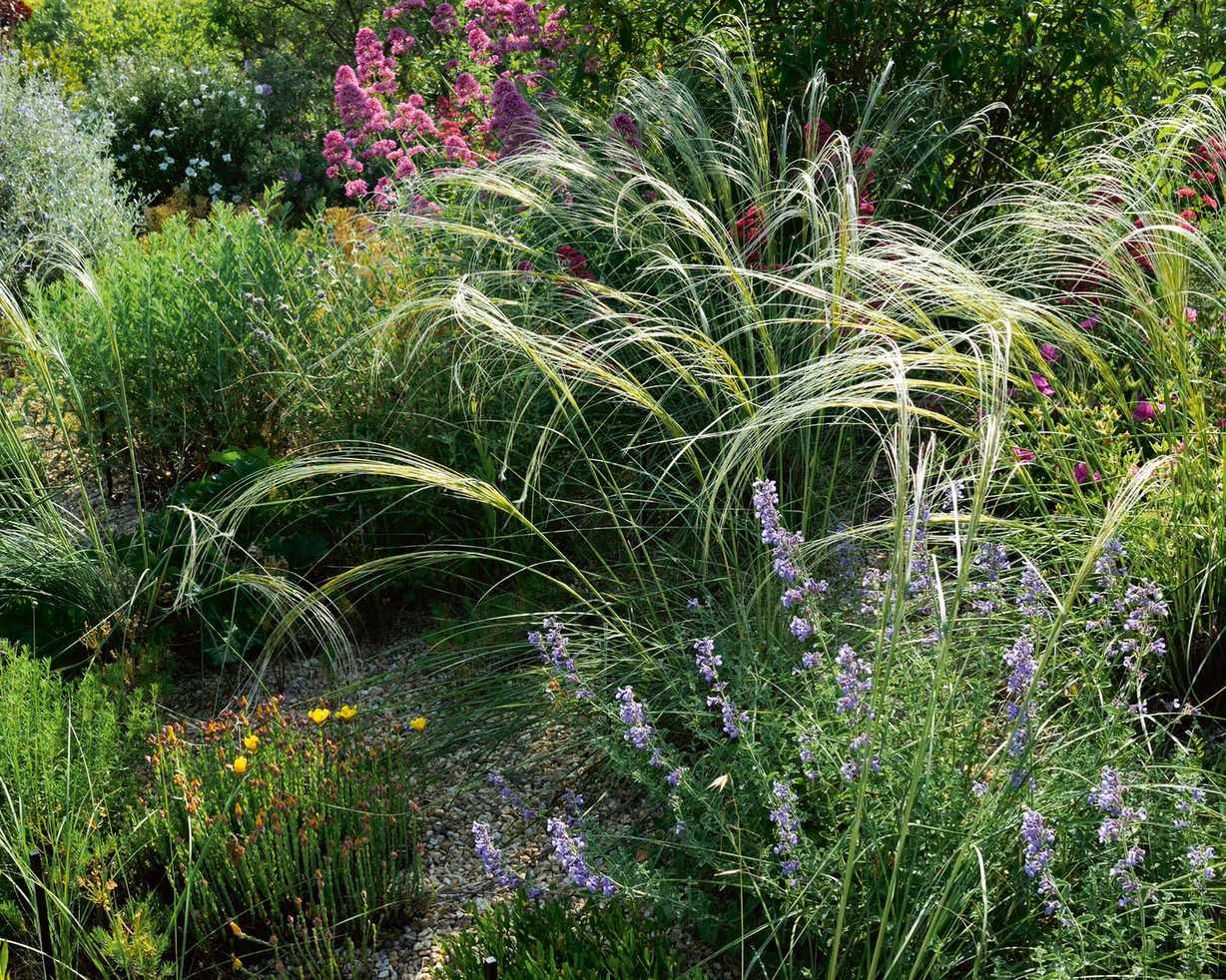 Dry garden with groundcover planting with pink, purple and yellow flowers in a dry garden