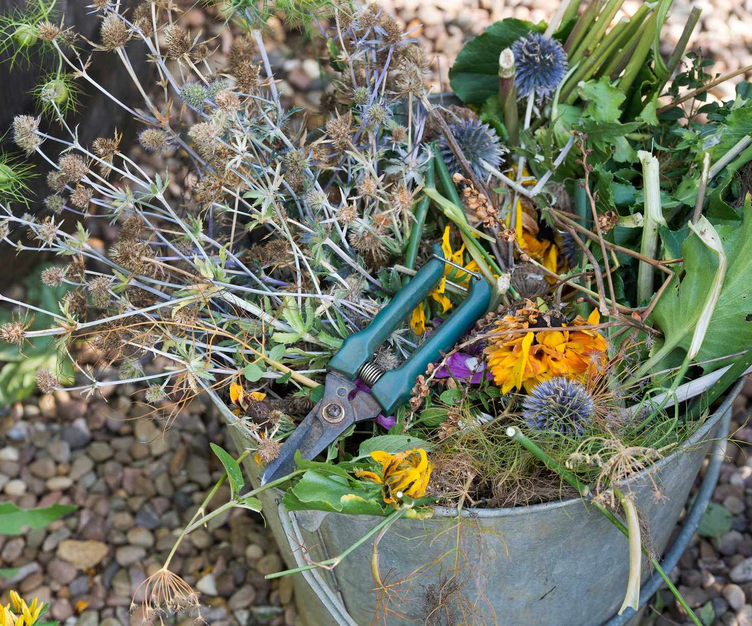 bucket full of dead flowers from deadheading