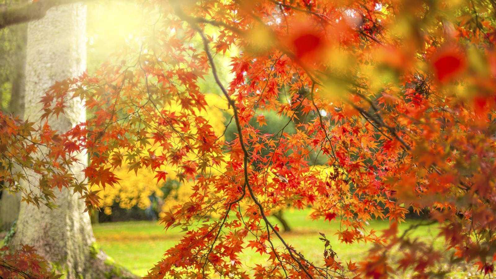 How to grow a Japanese maple from seed – patience and precision are key to success