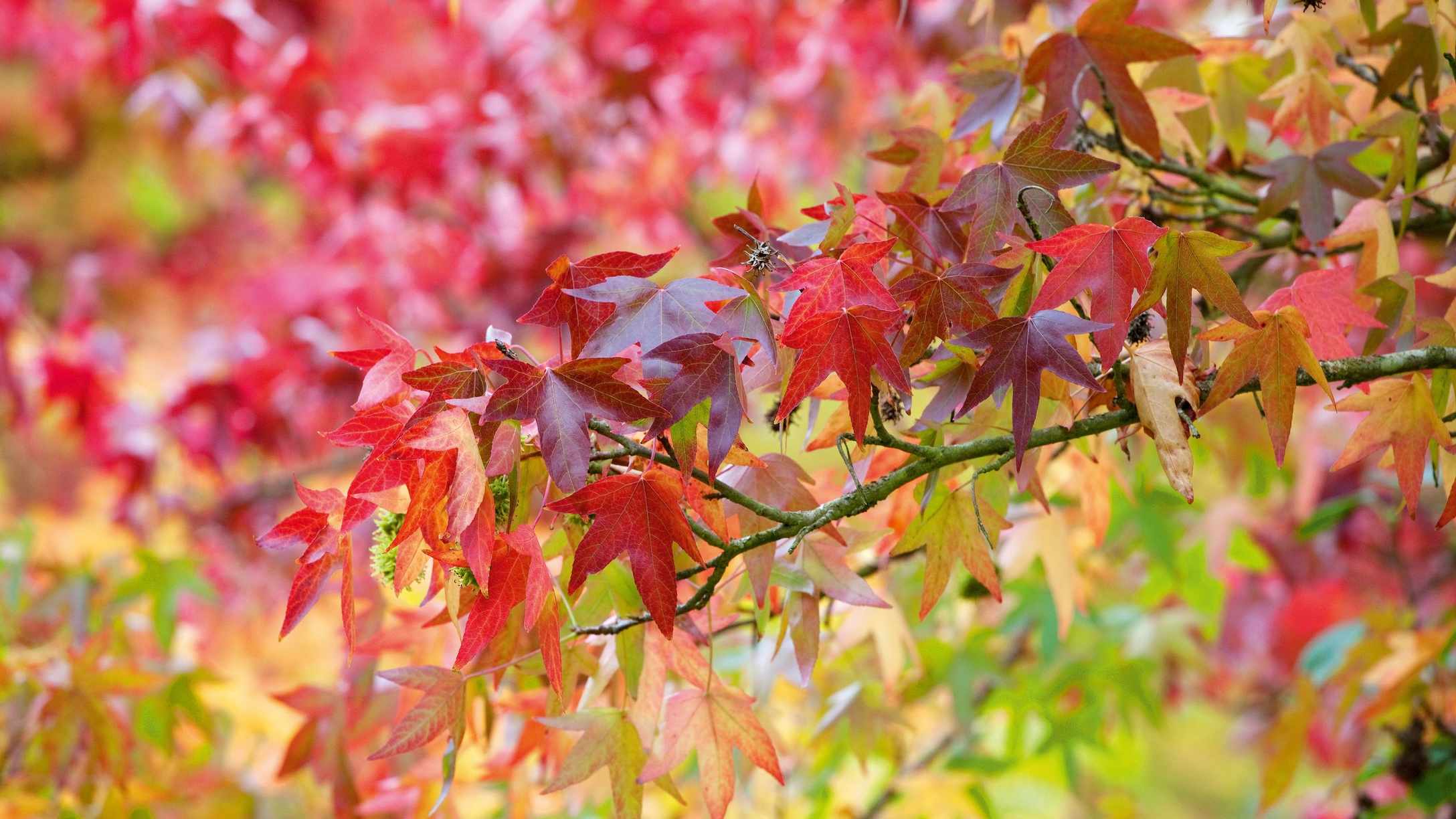 Best trees for fall color – with beautiful foliage