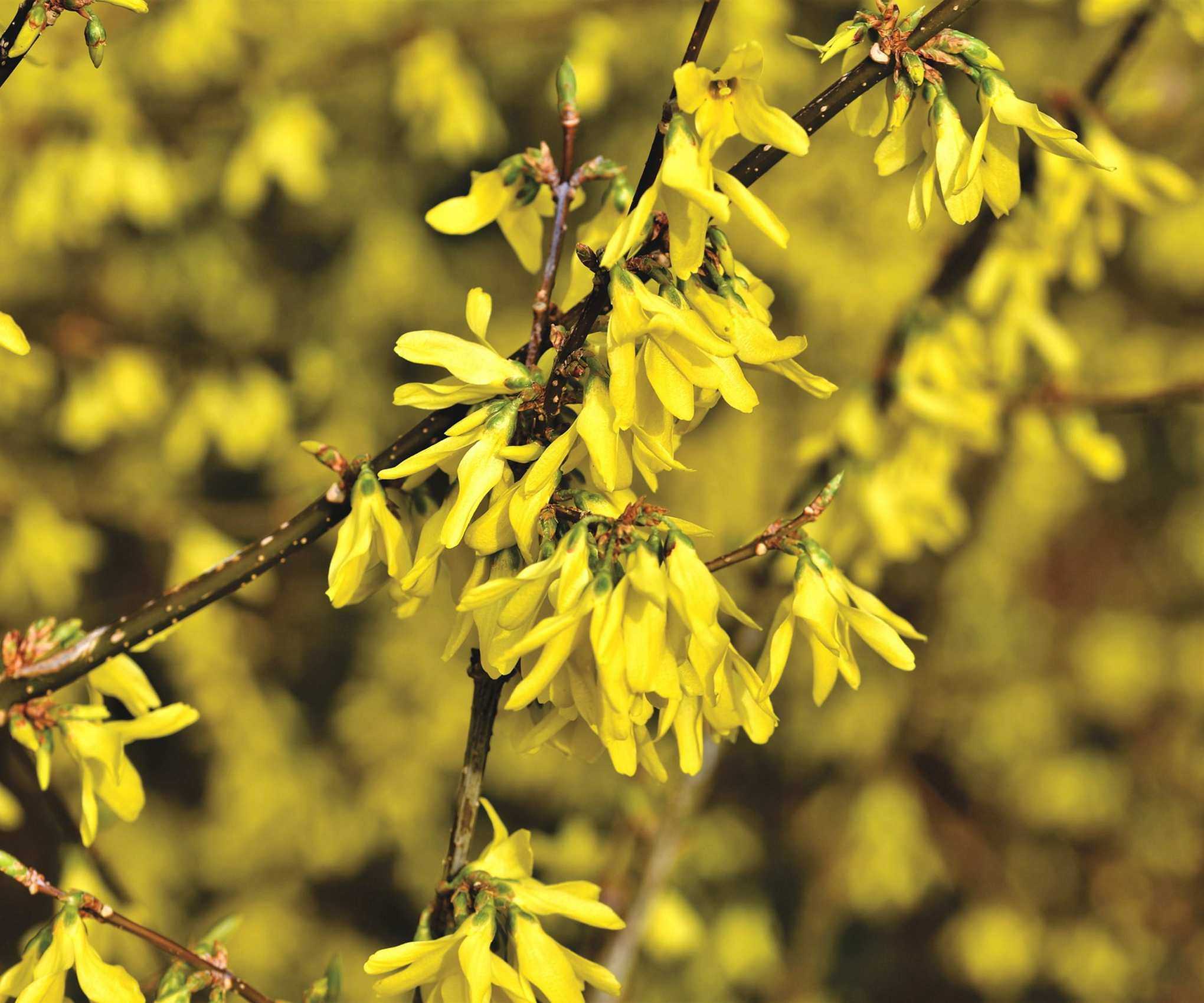 The bright yellow blooms of a forsythia shrub up close