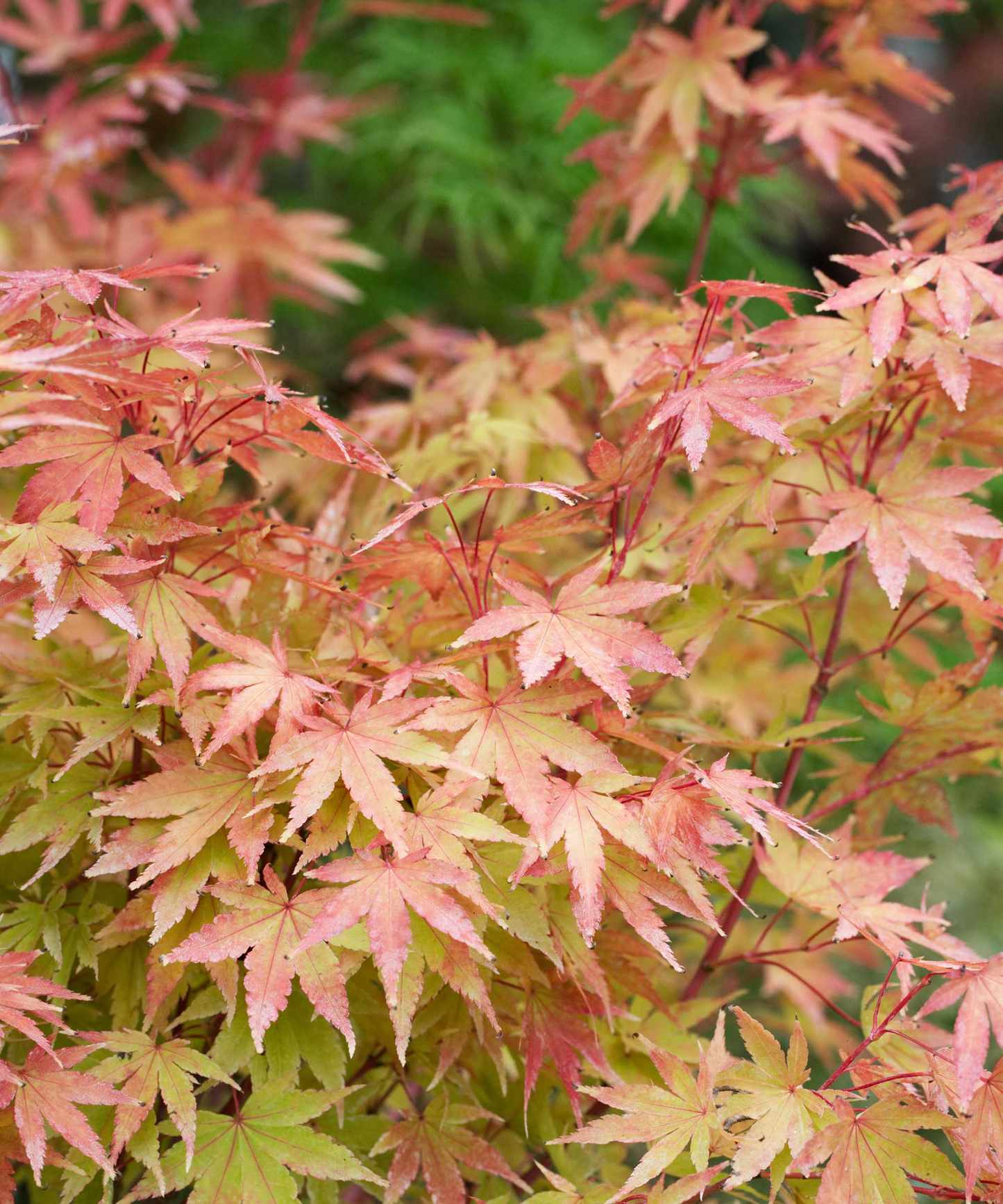 Acer palmatum 'Sango-kaku'