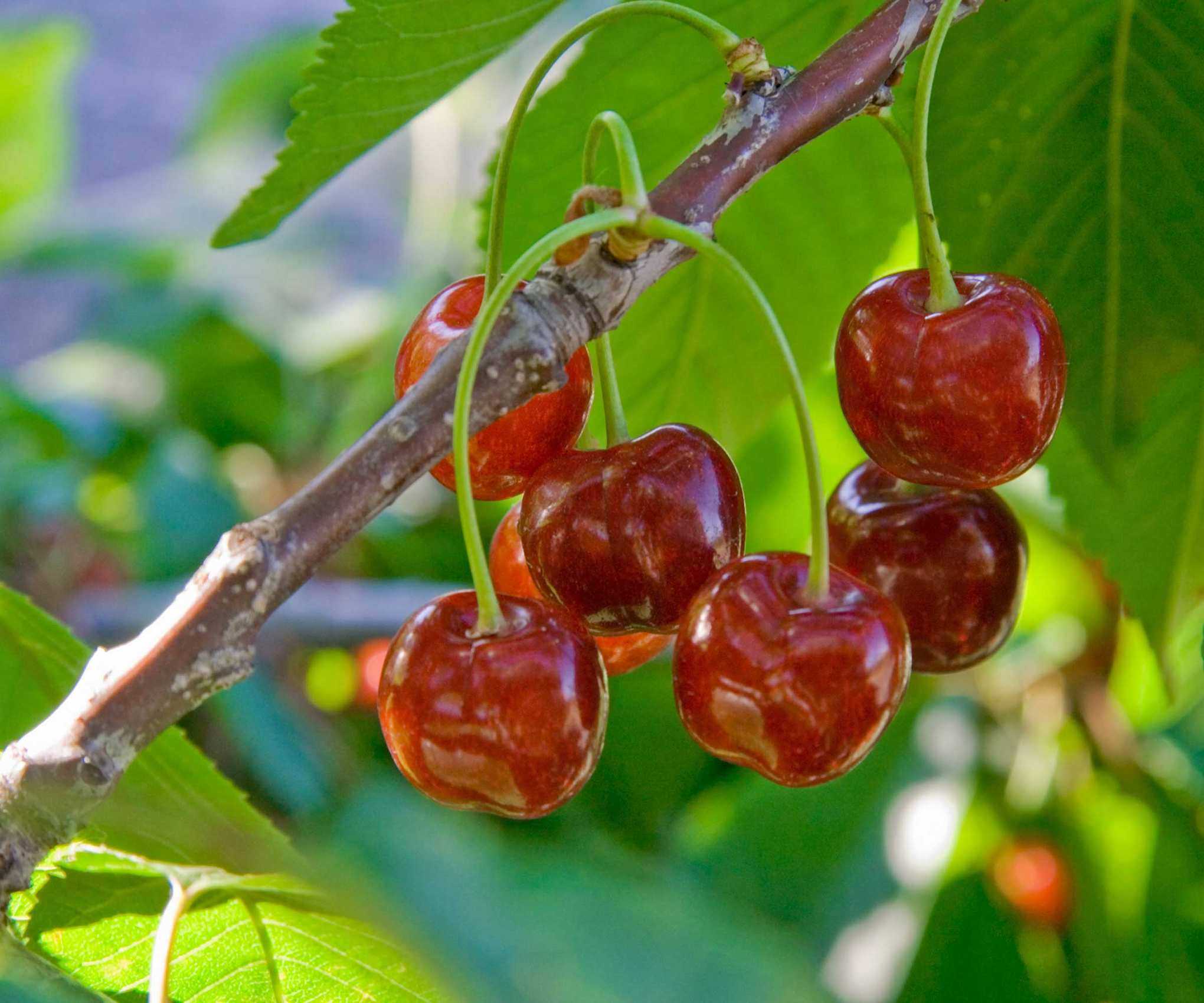 cherries growing on tree