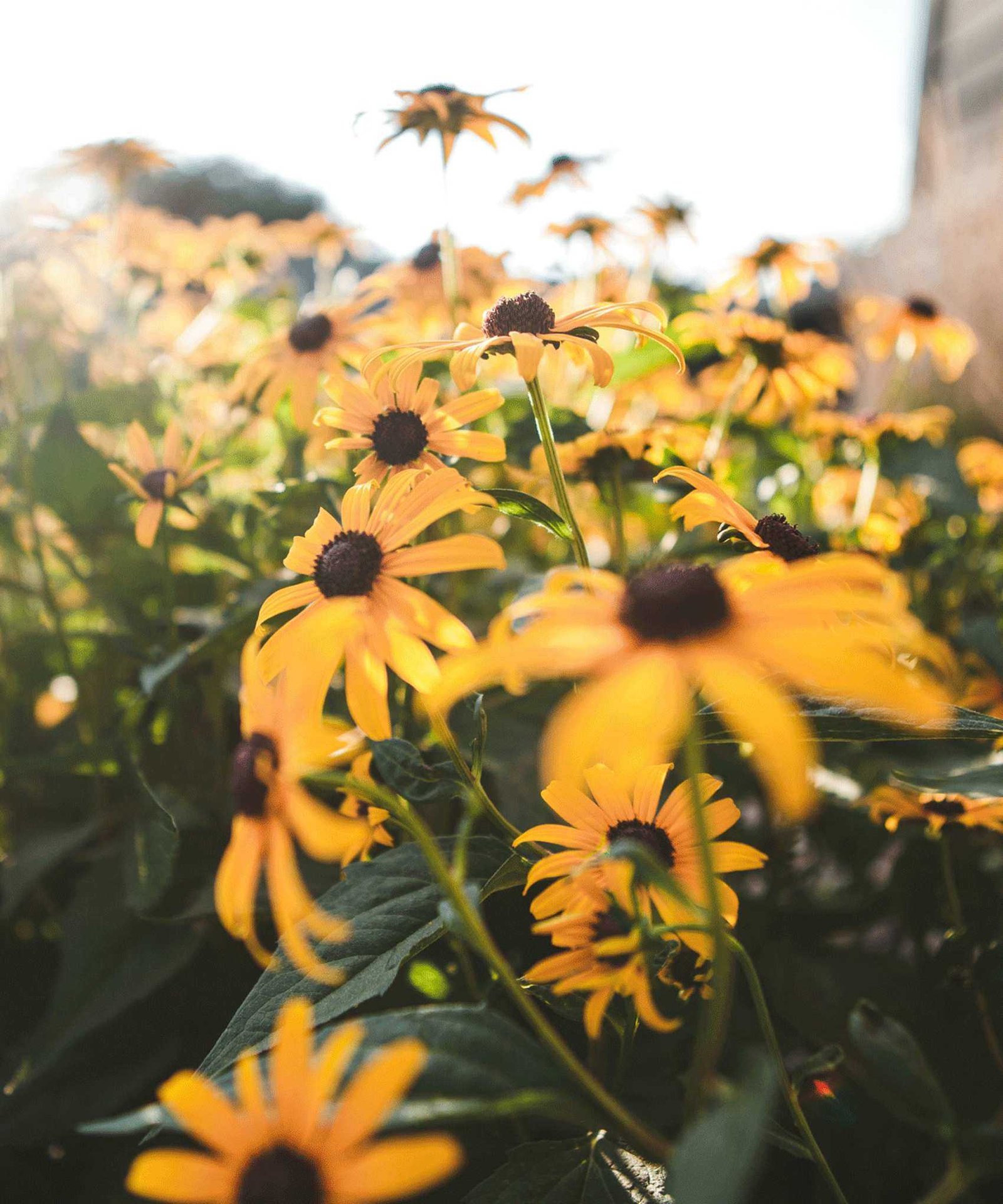 black eyed Susan flowers
