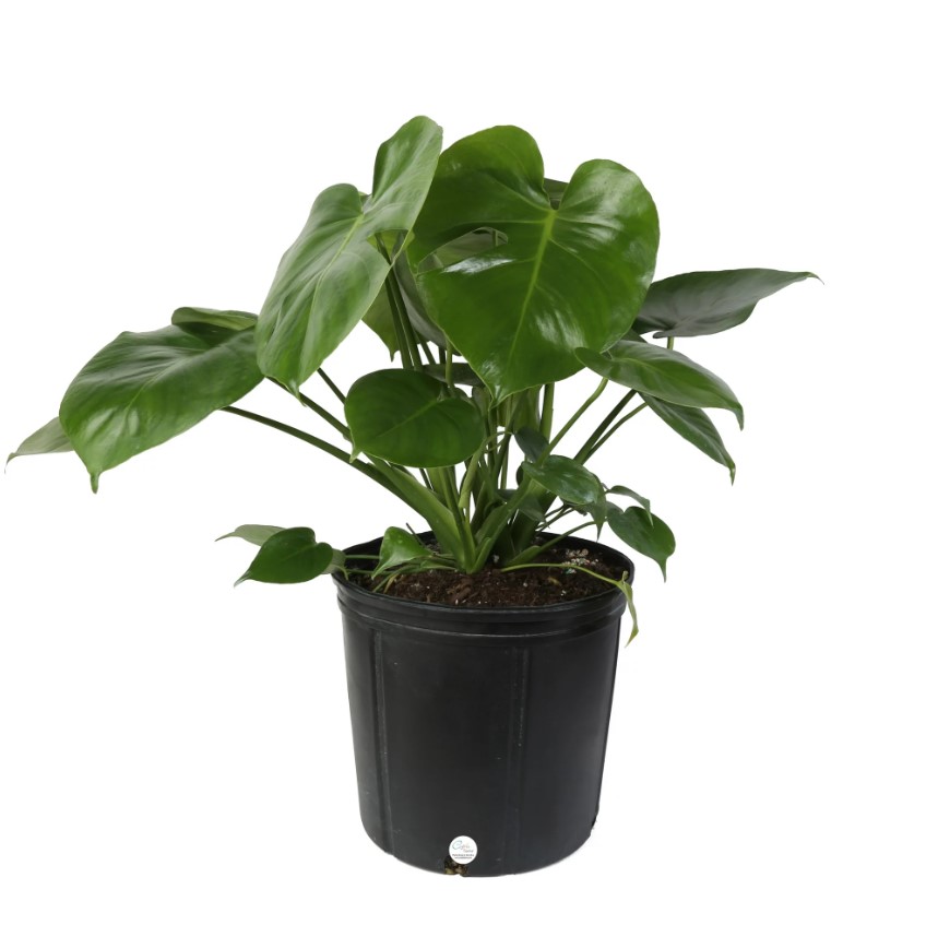 Monstera