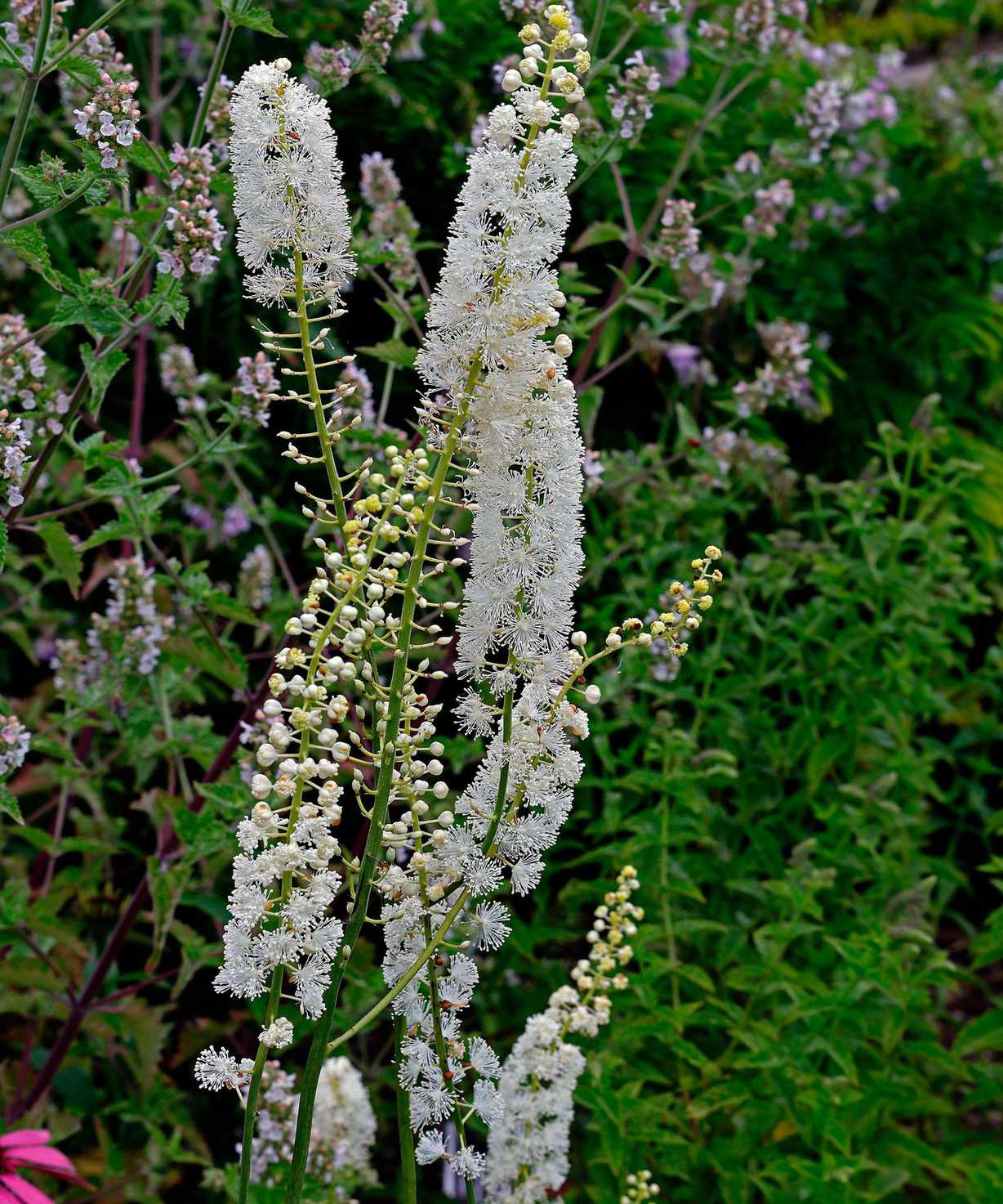 black cohosh flowers