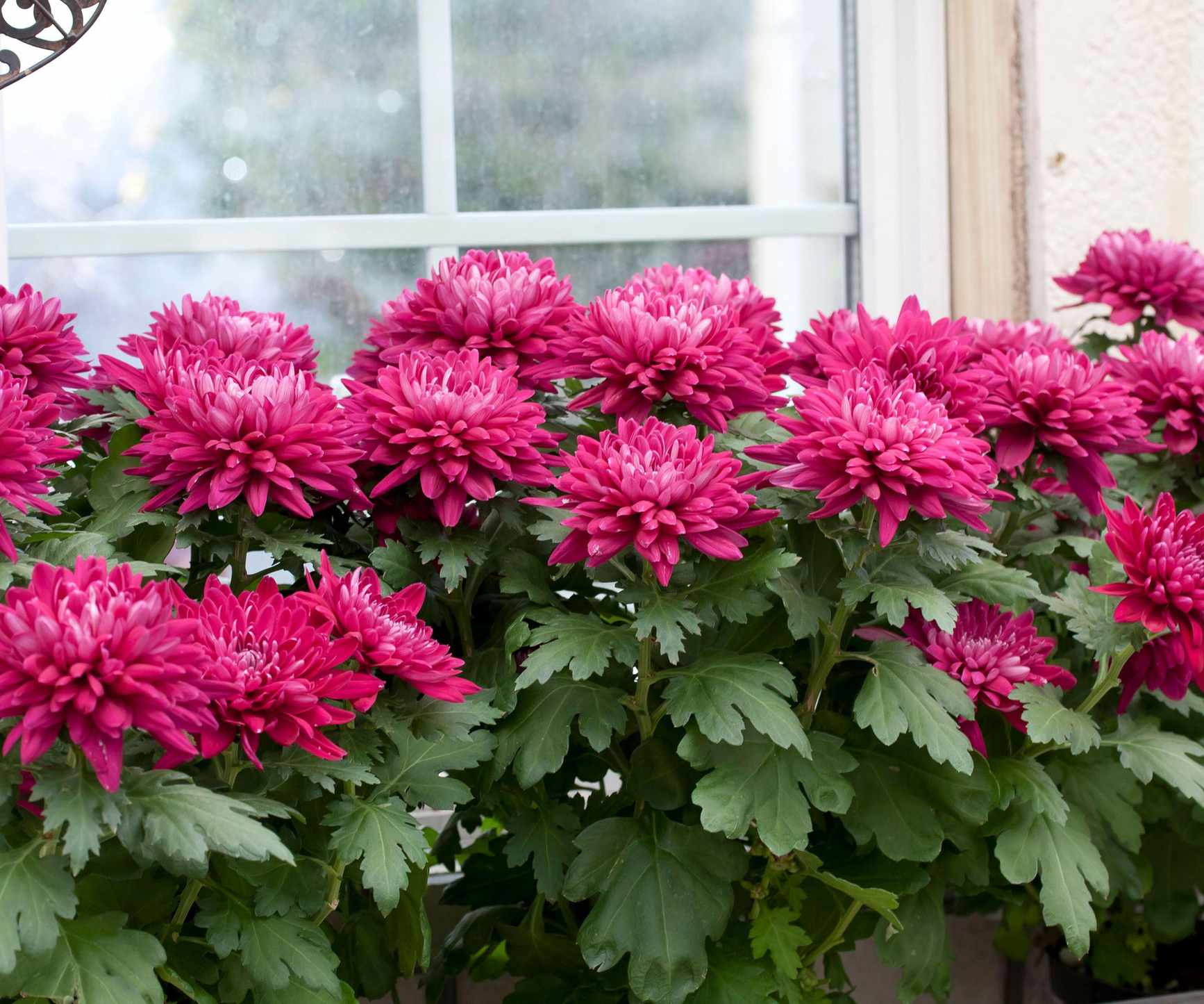 red chryrsanthemums in window box