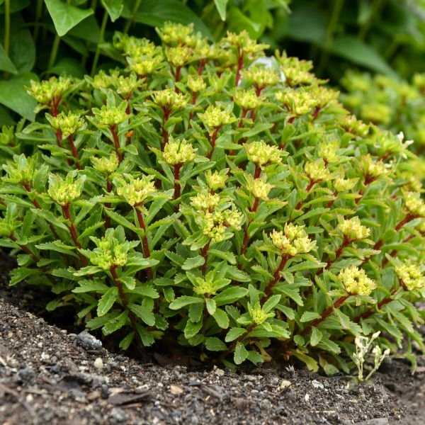 Rock 'n Round&reg; Bright Idea Sedum