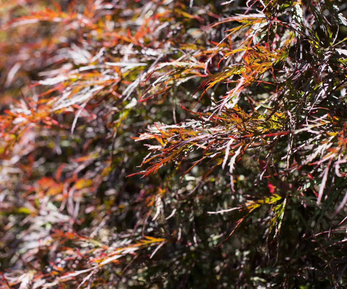 Acer palmatum var. dissectum 'Red Dragon'