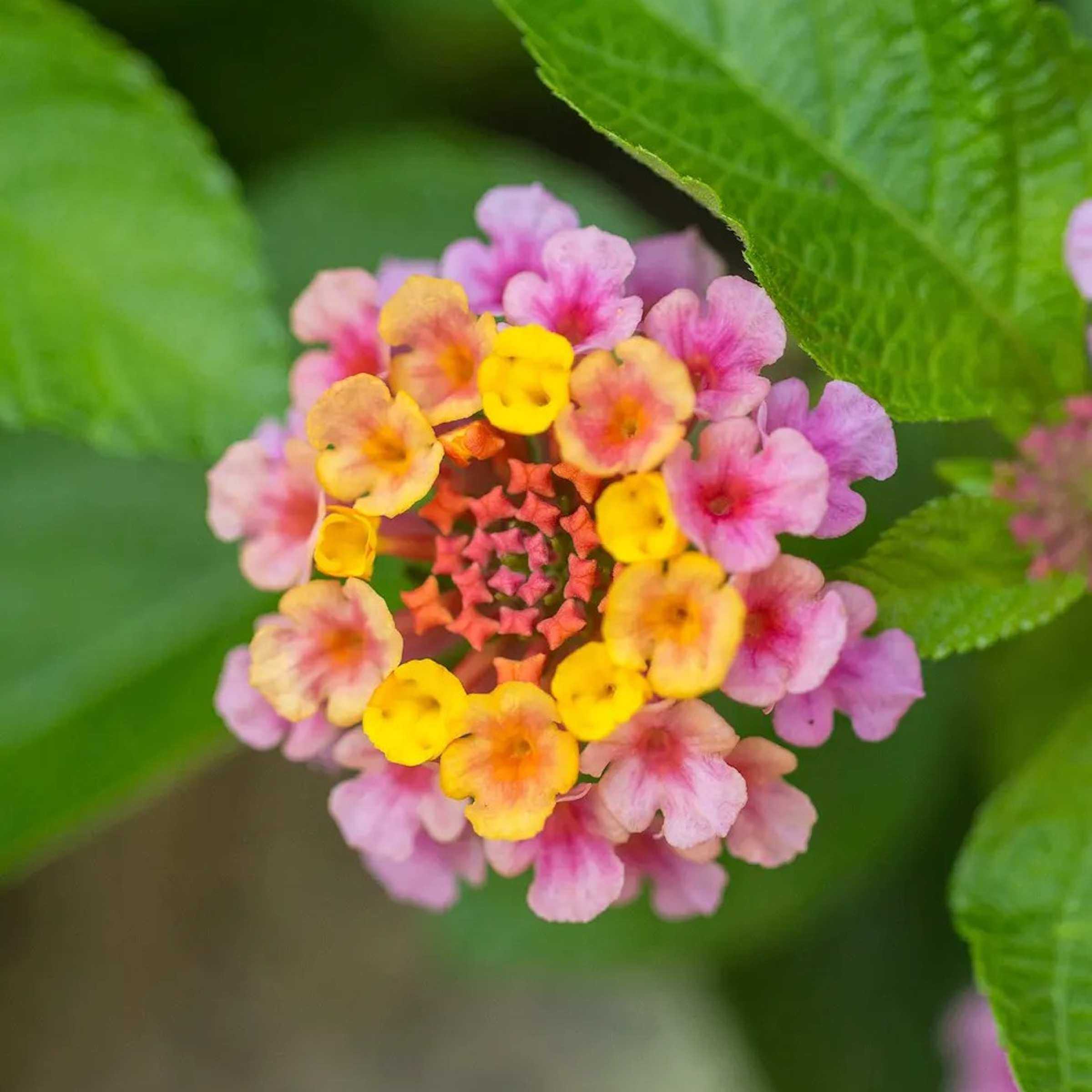 Lantana, Landmark Rose Sunrise