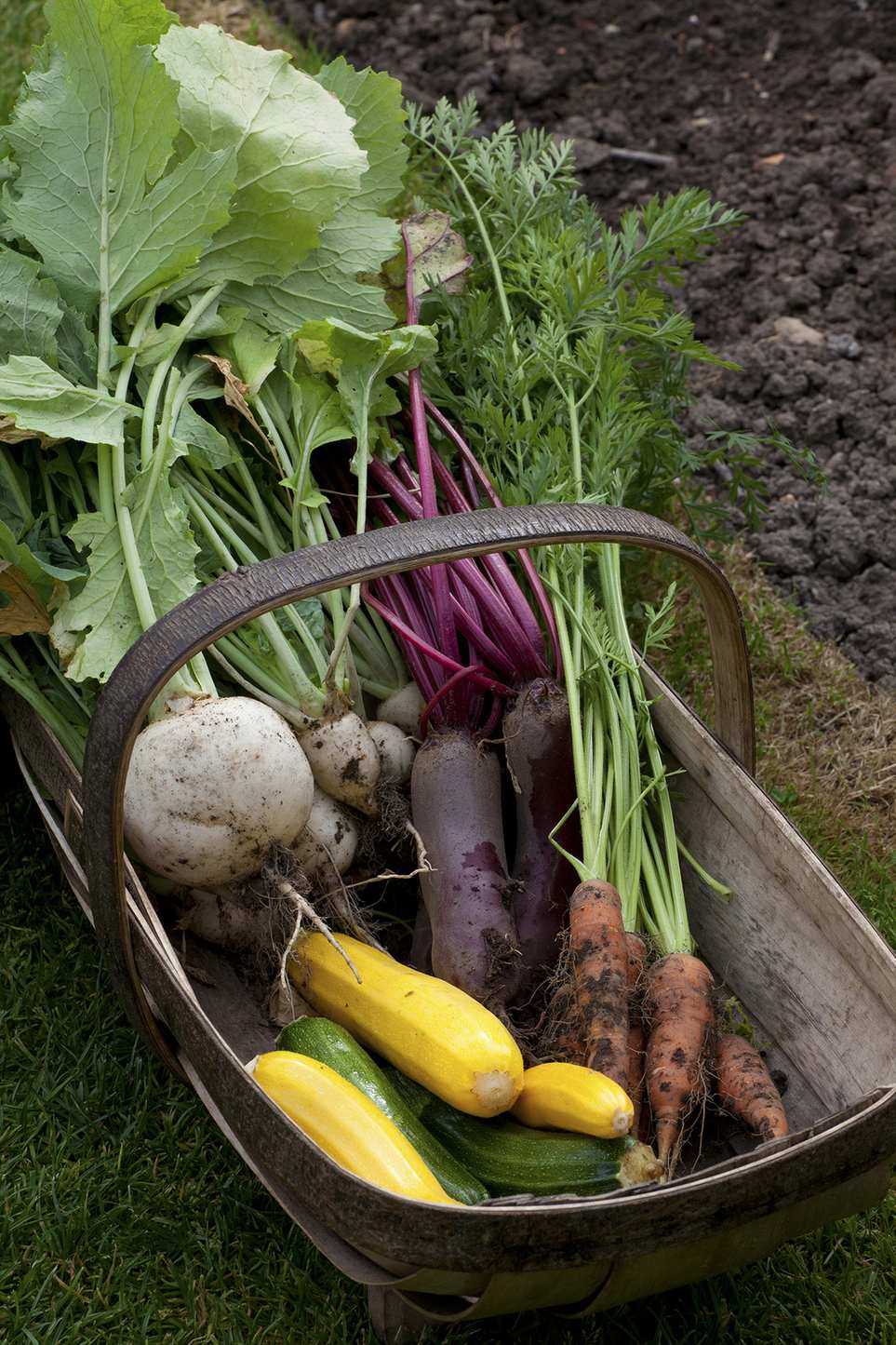 Some harvested carrots in a trug with other veg