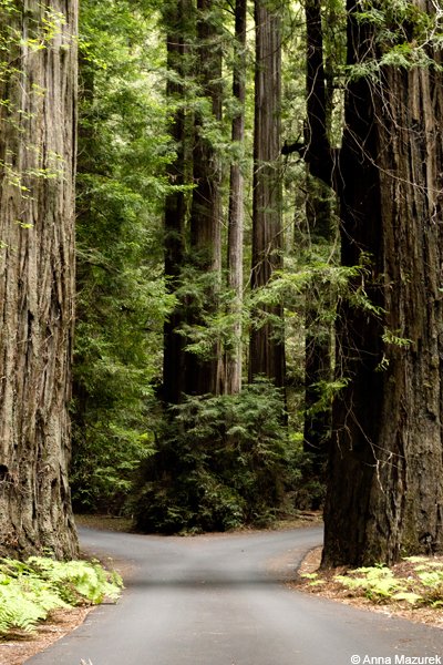 Road Trip: California Redwoods - Travel Like Anna