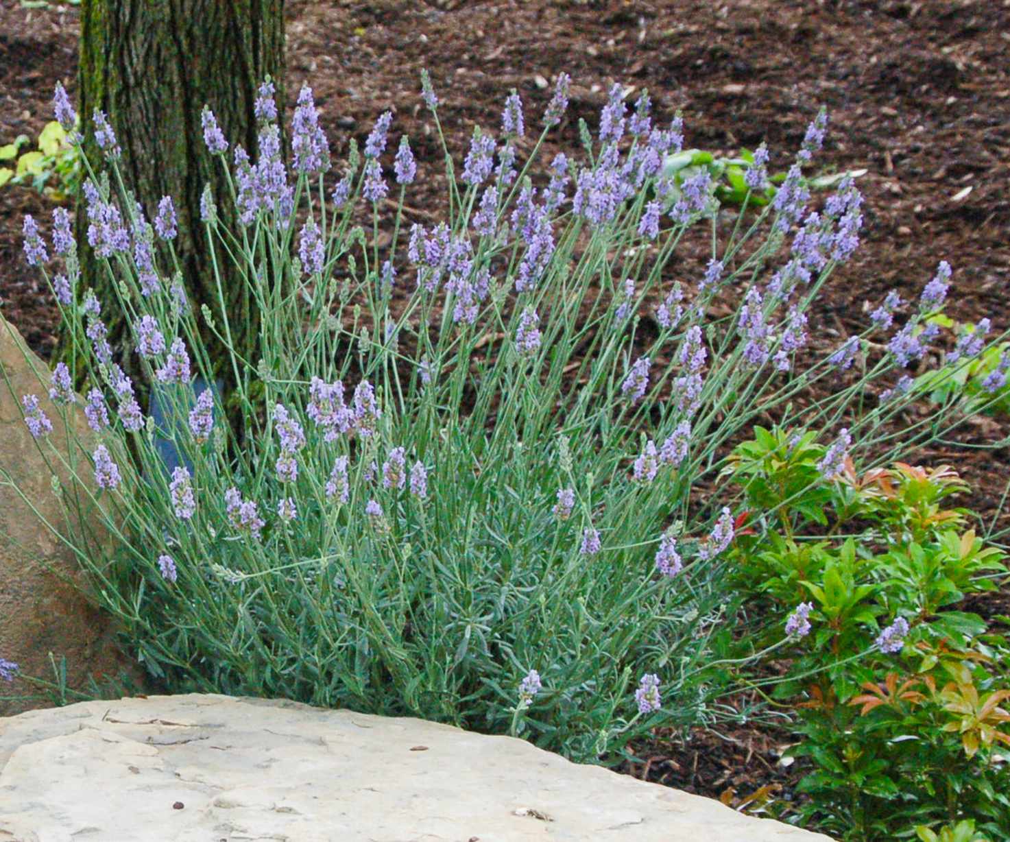 lavender Sensational (&lsquo;Tesseract&rsquo;) growing in rockery display