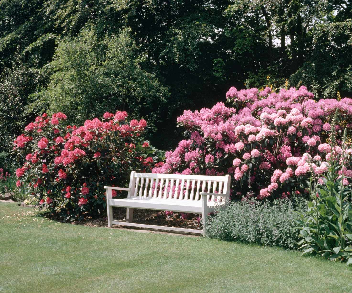 Pink plants for a summer border