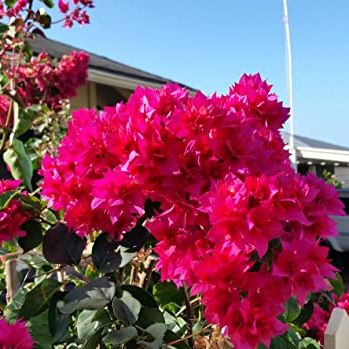 Red Bougainvillea &ndash; Pack of 2 'double Red' Bougi Live Starter Plants (4-6 Inches Tall) &ndash; Rare Double-Bloom Variety, Fast-Growing, Drought-Tolerant, Vine for Stunning Tropical Garden Color