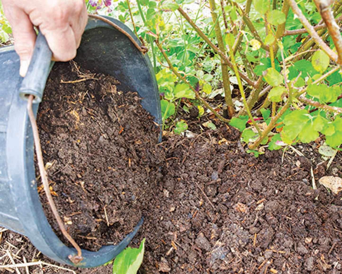 compost used as a mulch