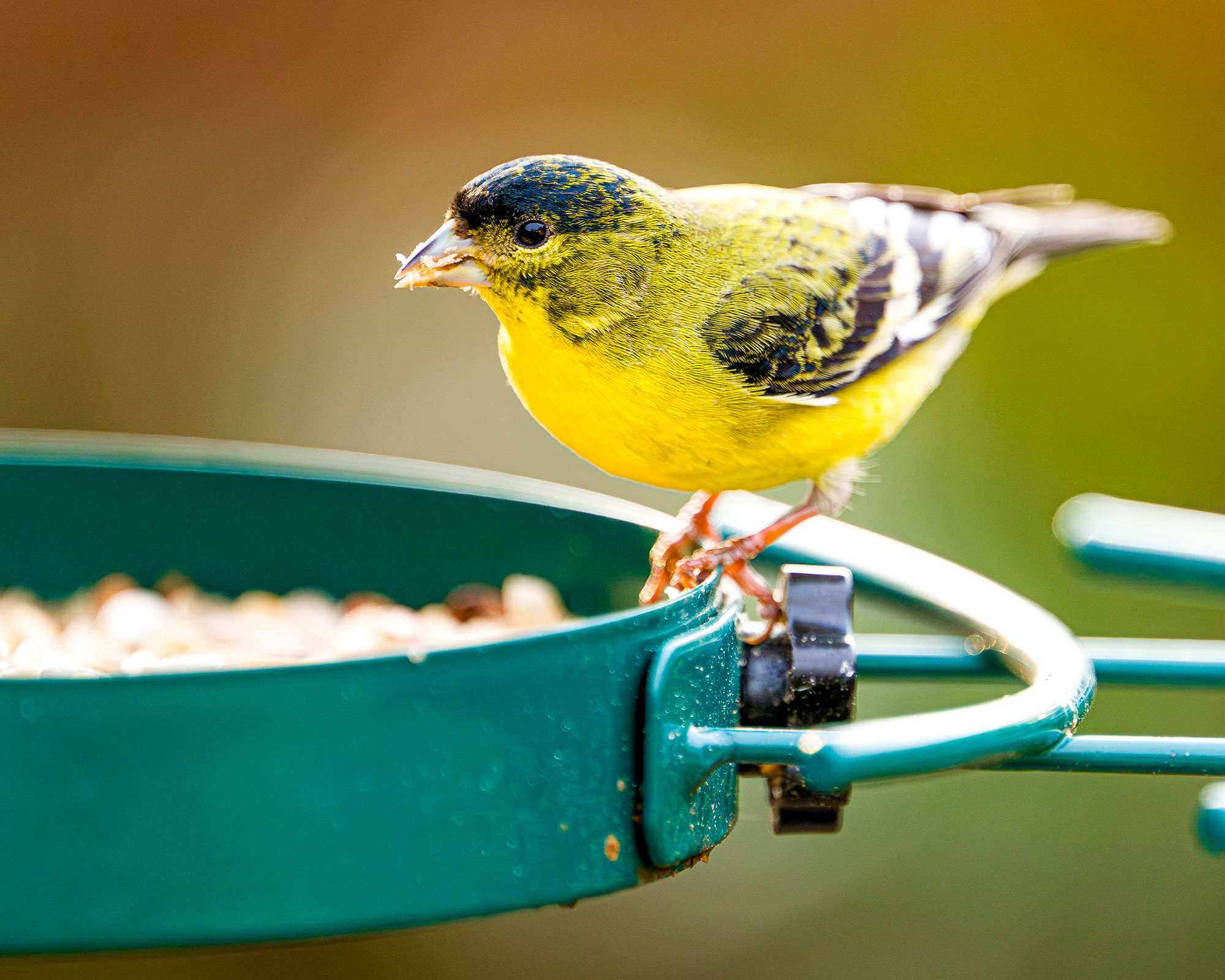 A goldfinch eats from a bird feeder