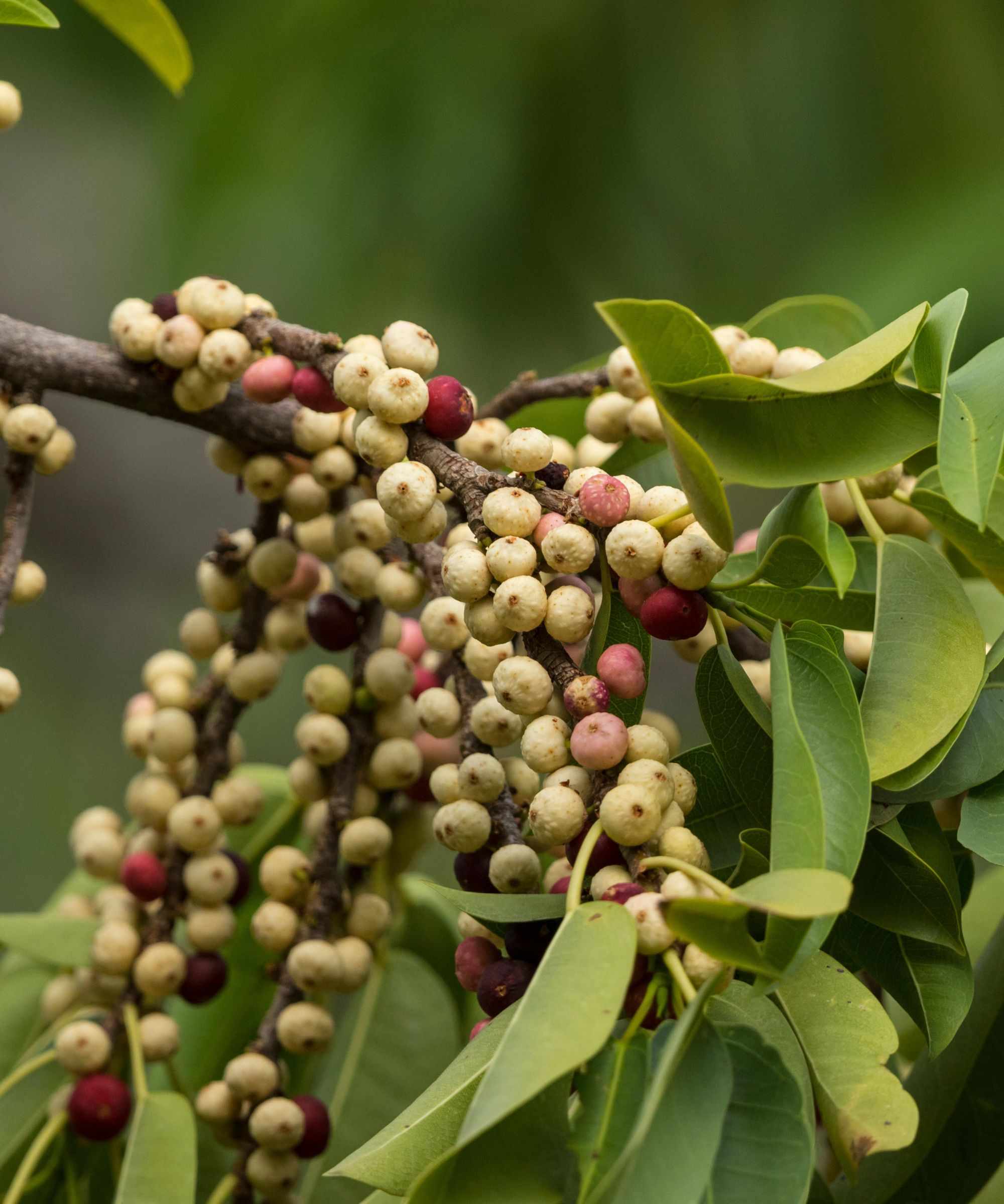 Fig tree Ficus ingens