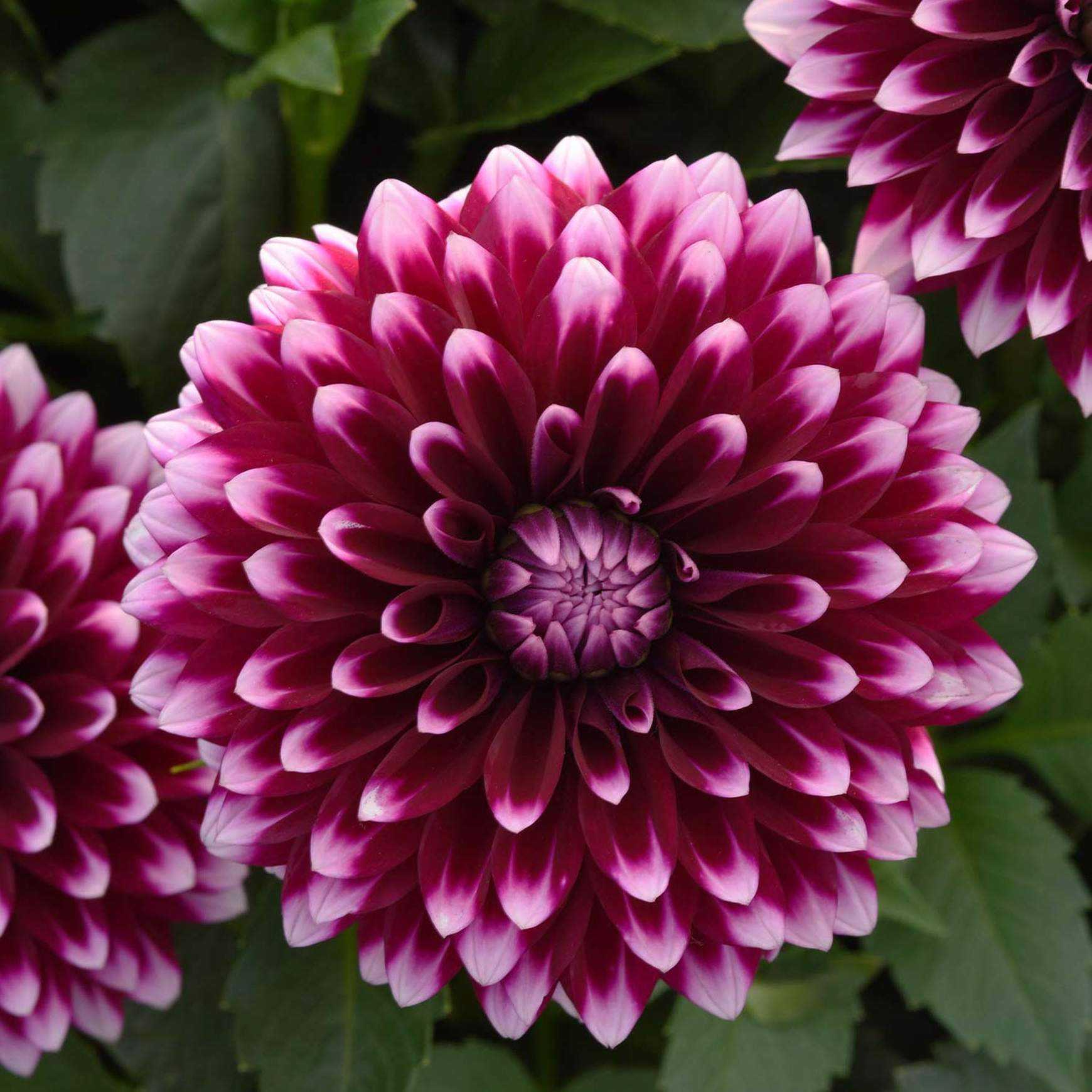 Dahlia, Dalaya Purple &amp; White Plants