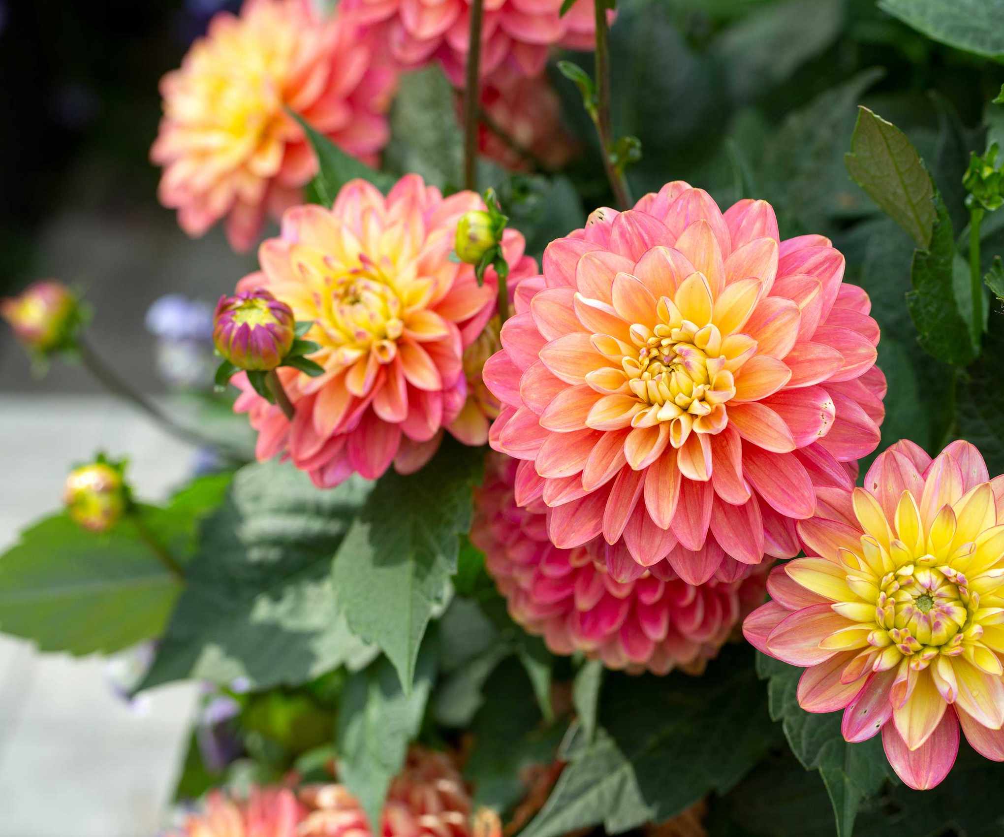 dahlias