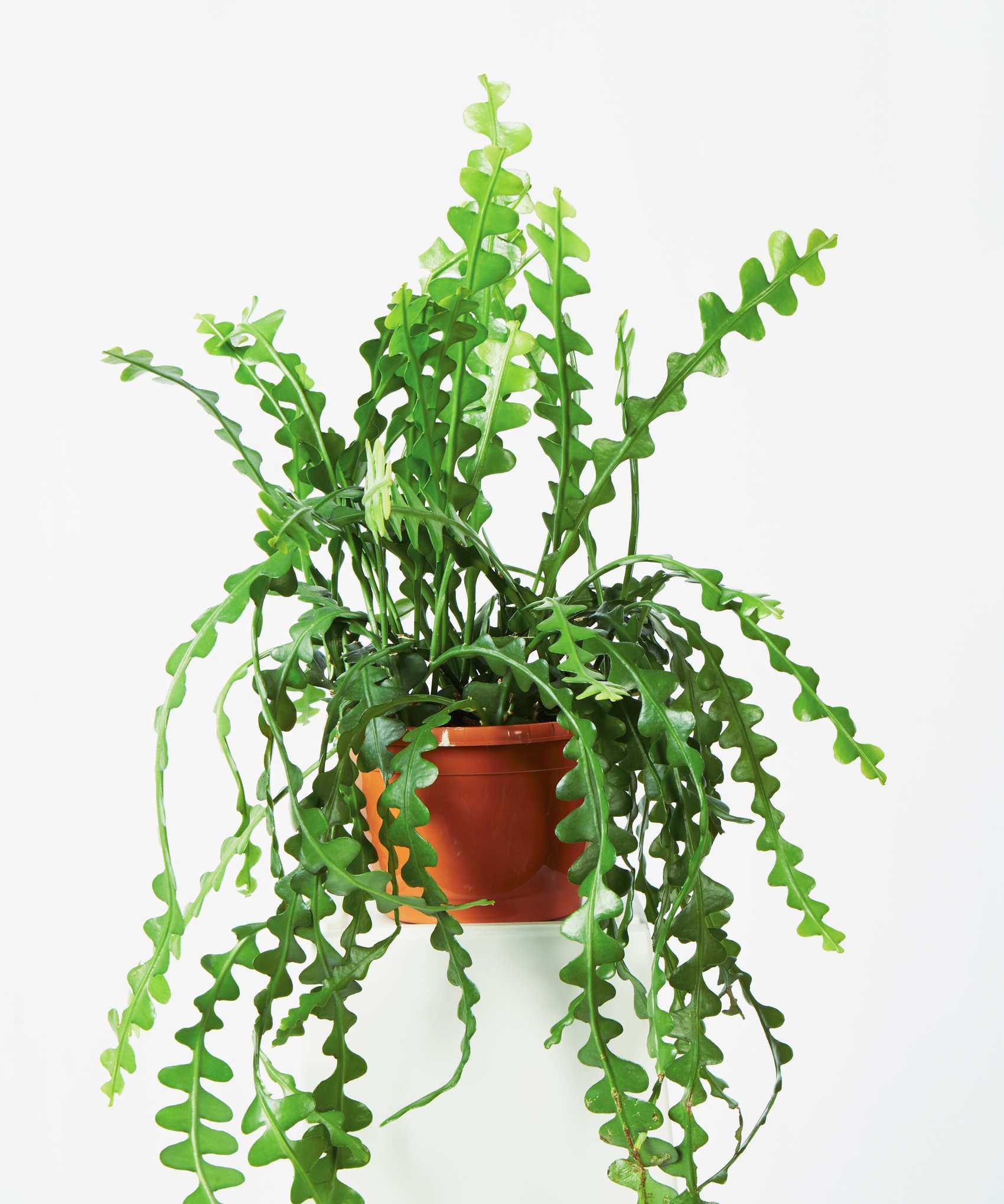 Fishbone cactus in brown pot