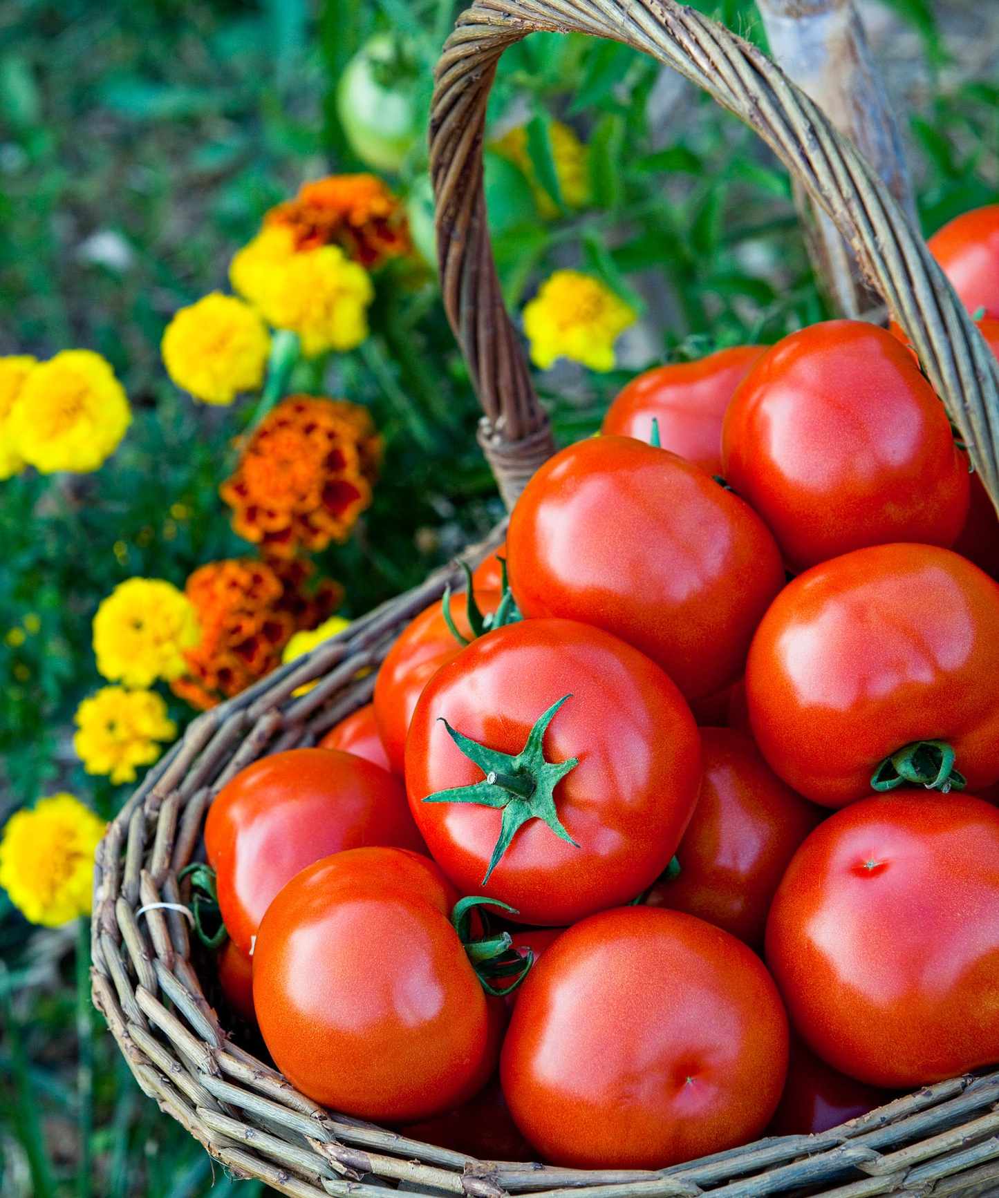 A harvest of tomatoes with marigolds blooming in a vegetable garden
