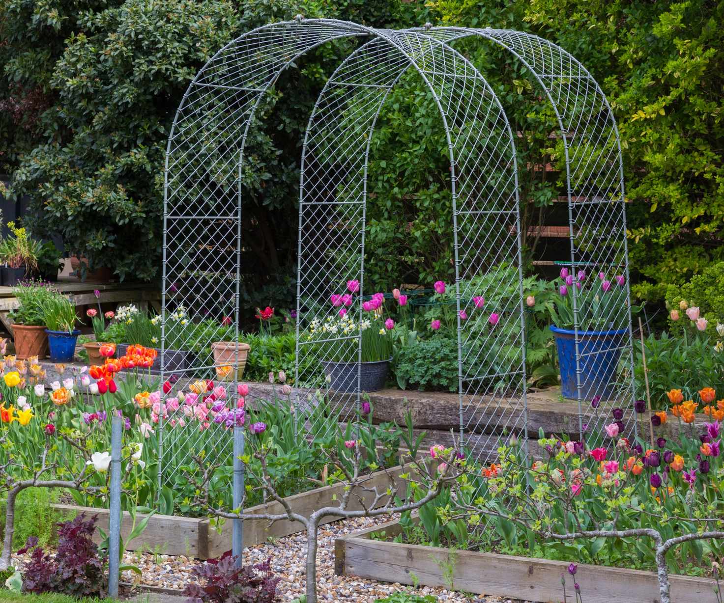 Tulip test beds grown by Zinnia Design