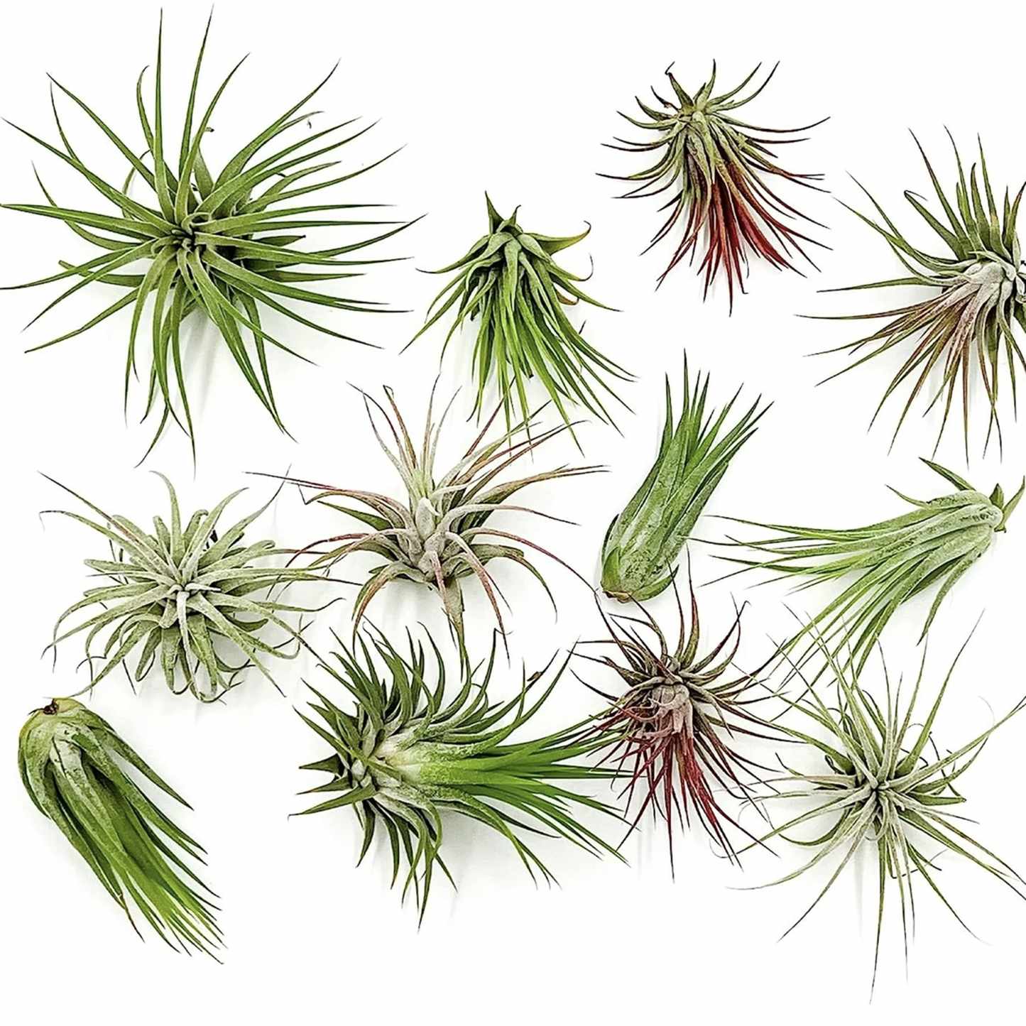ragnaroc Air Plants - Tillandsia Ionantha