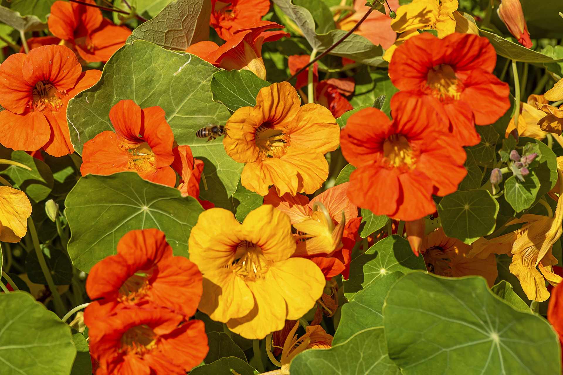 colorful orange and yellow nasturtium