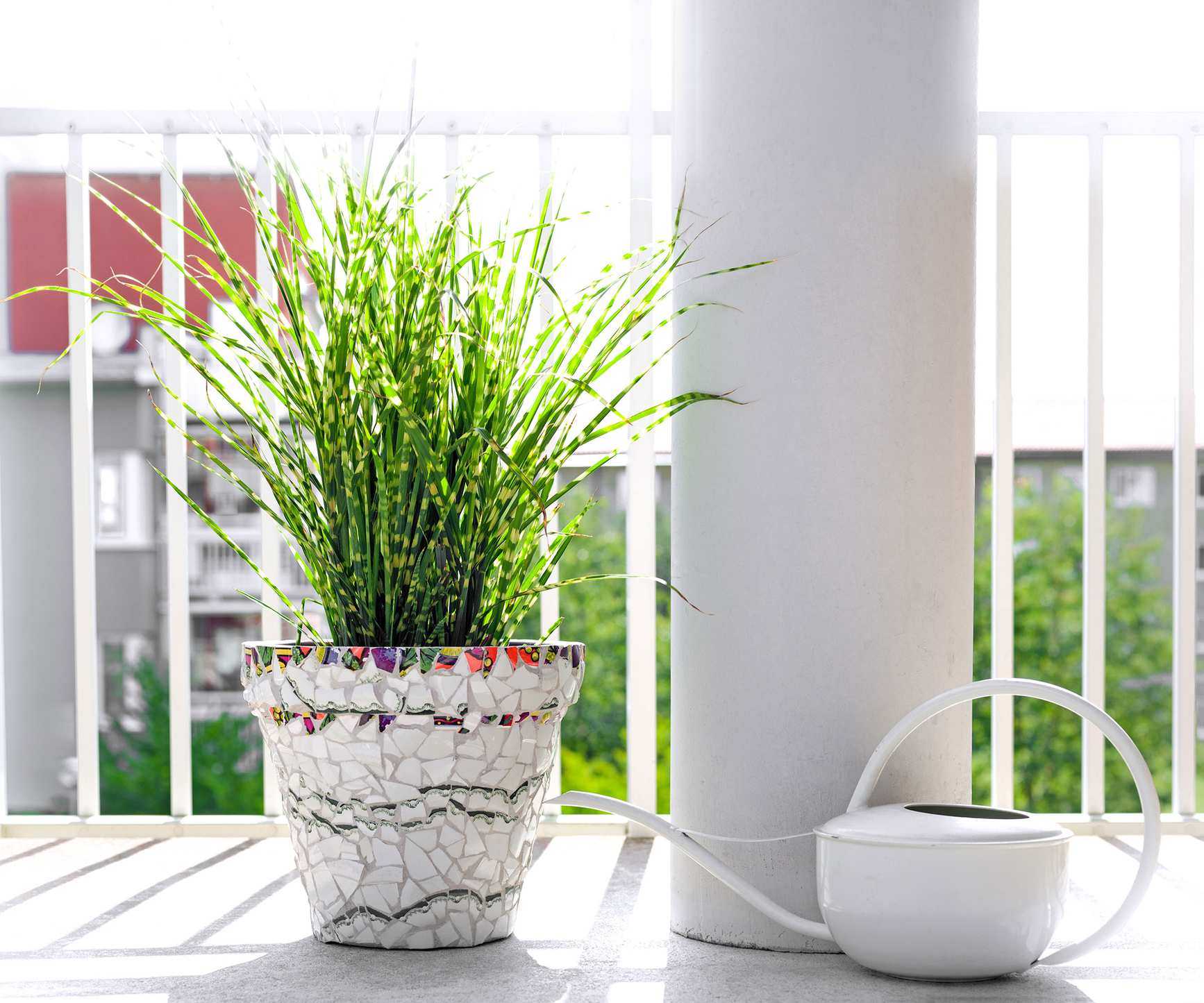 miscanthus zebra grass in container