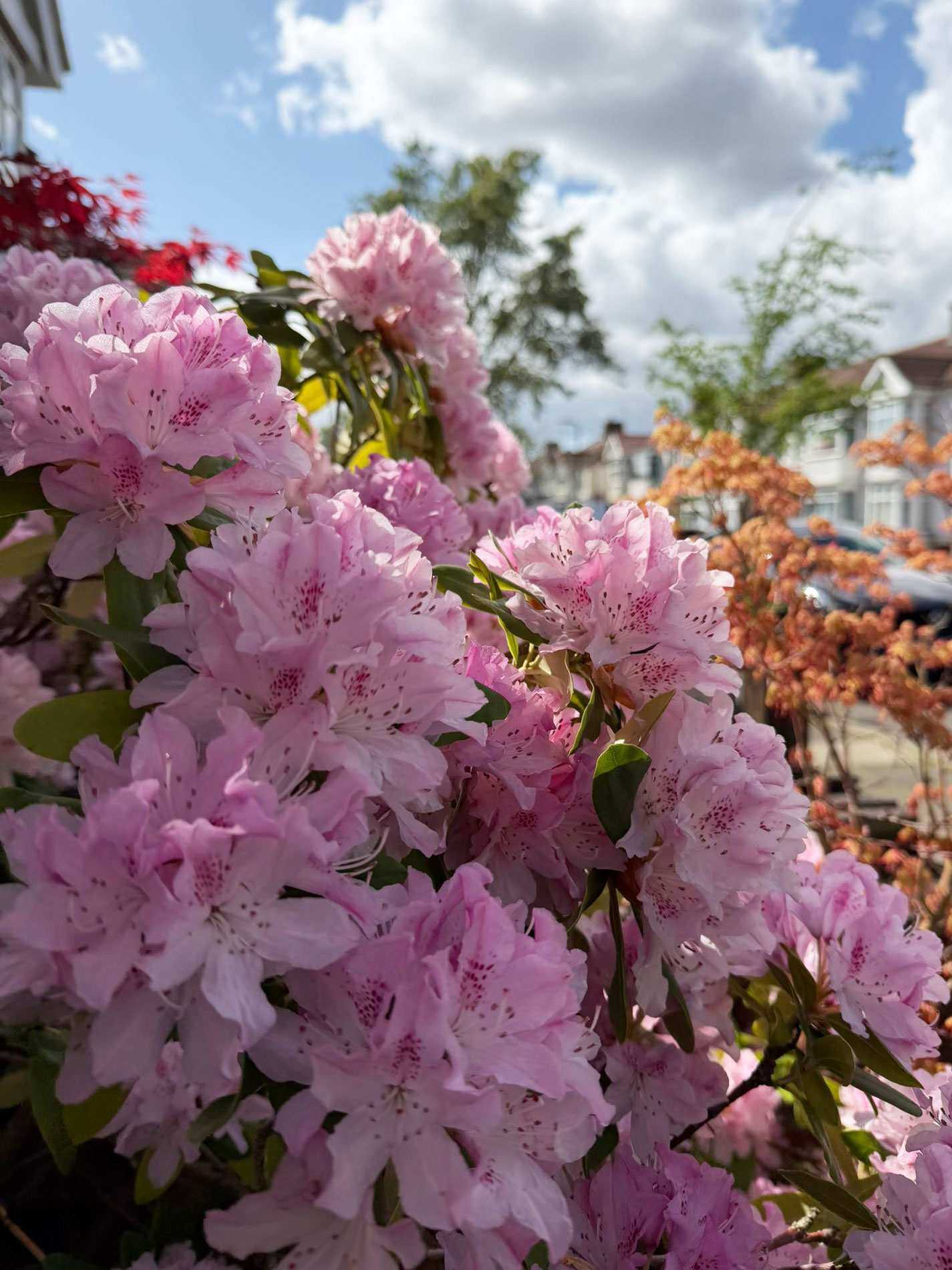 Pink Rhododendron in the spring