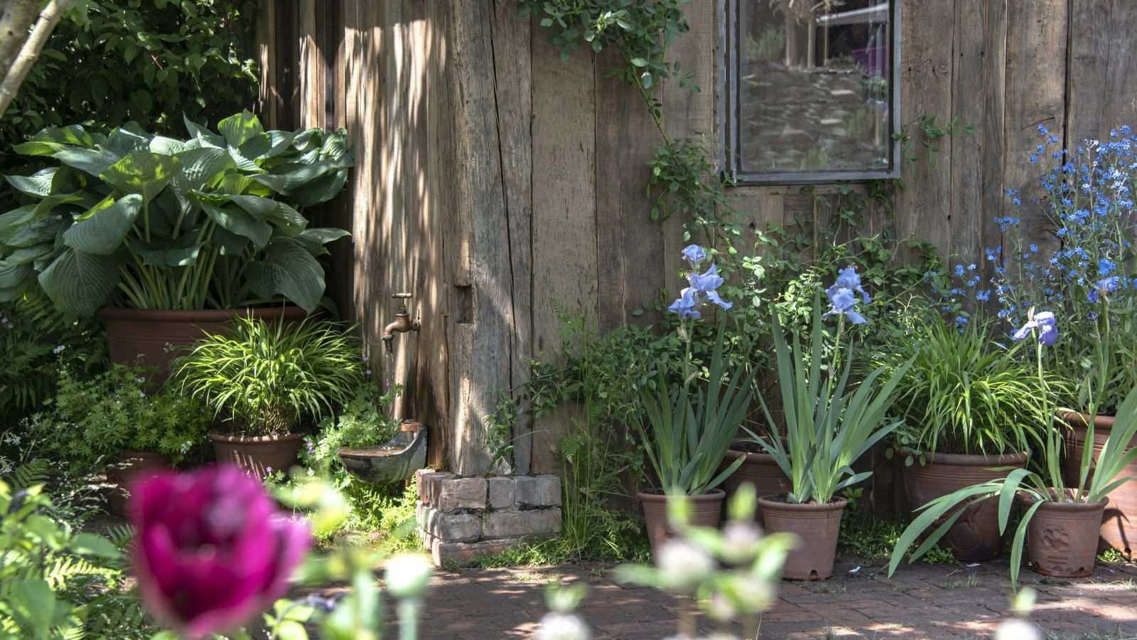 These Garden Design Tricks Can Reduce Pollen Exposure – 5 Ways to Minimize Allergies Without Compromising on Flowers