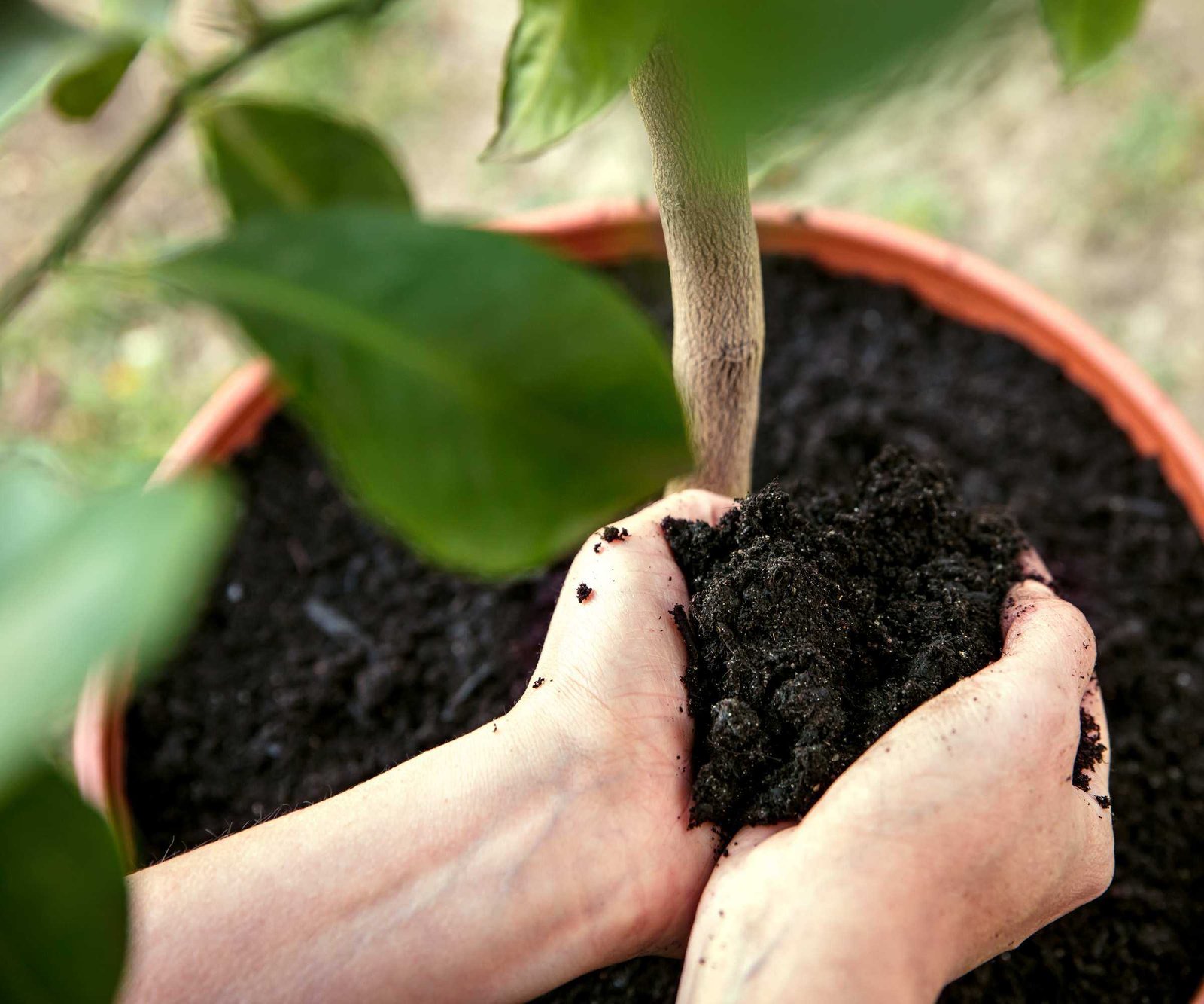 Repotting lemon tree