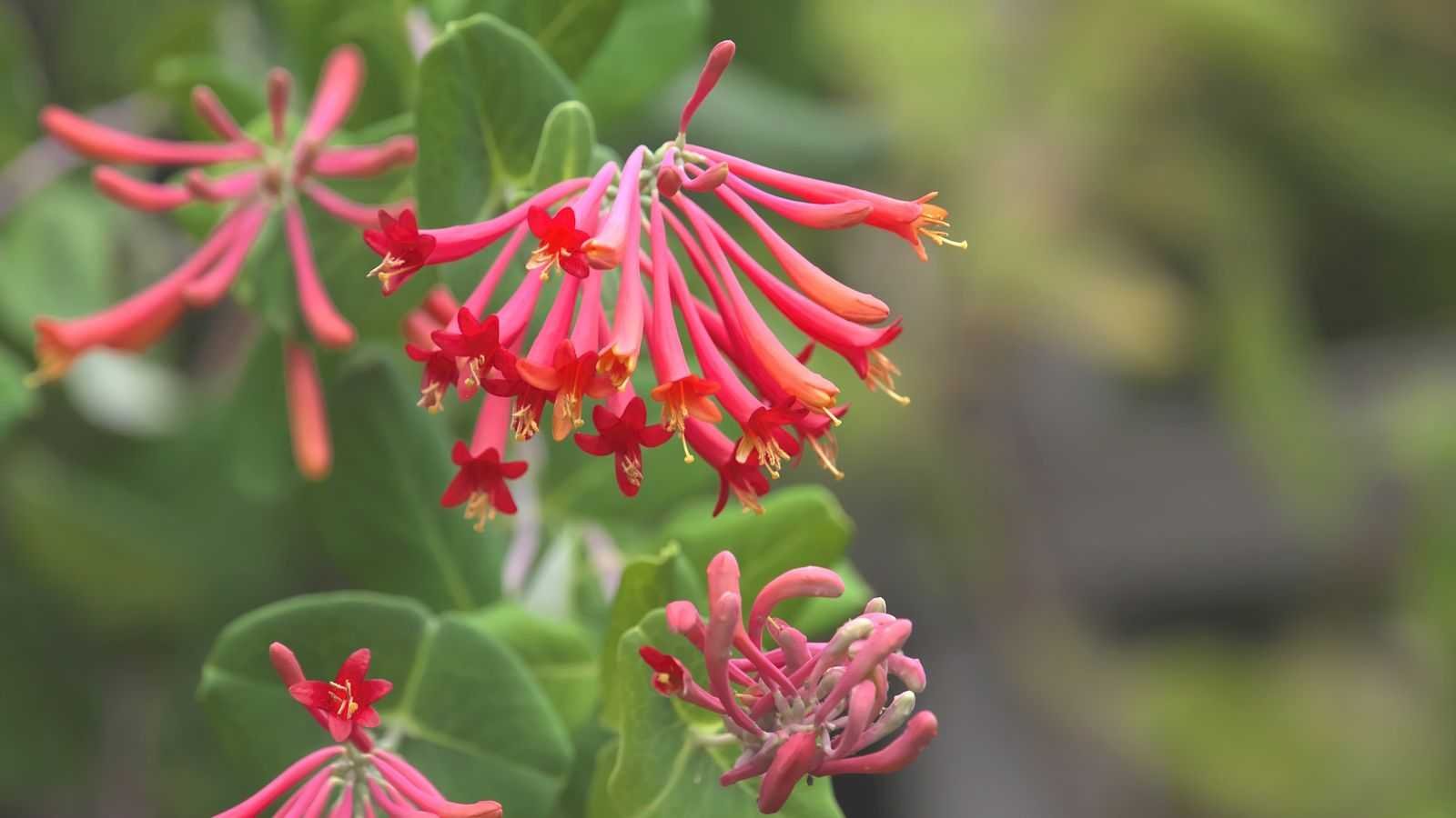 I'm a professional gardener, and these are the best climbing plants to attract hummingbirds, for nectar-rich, colorful and fragrant flowers