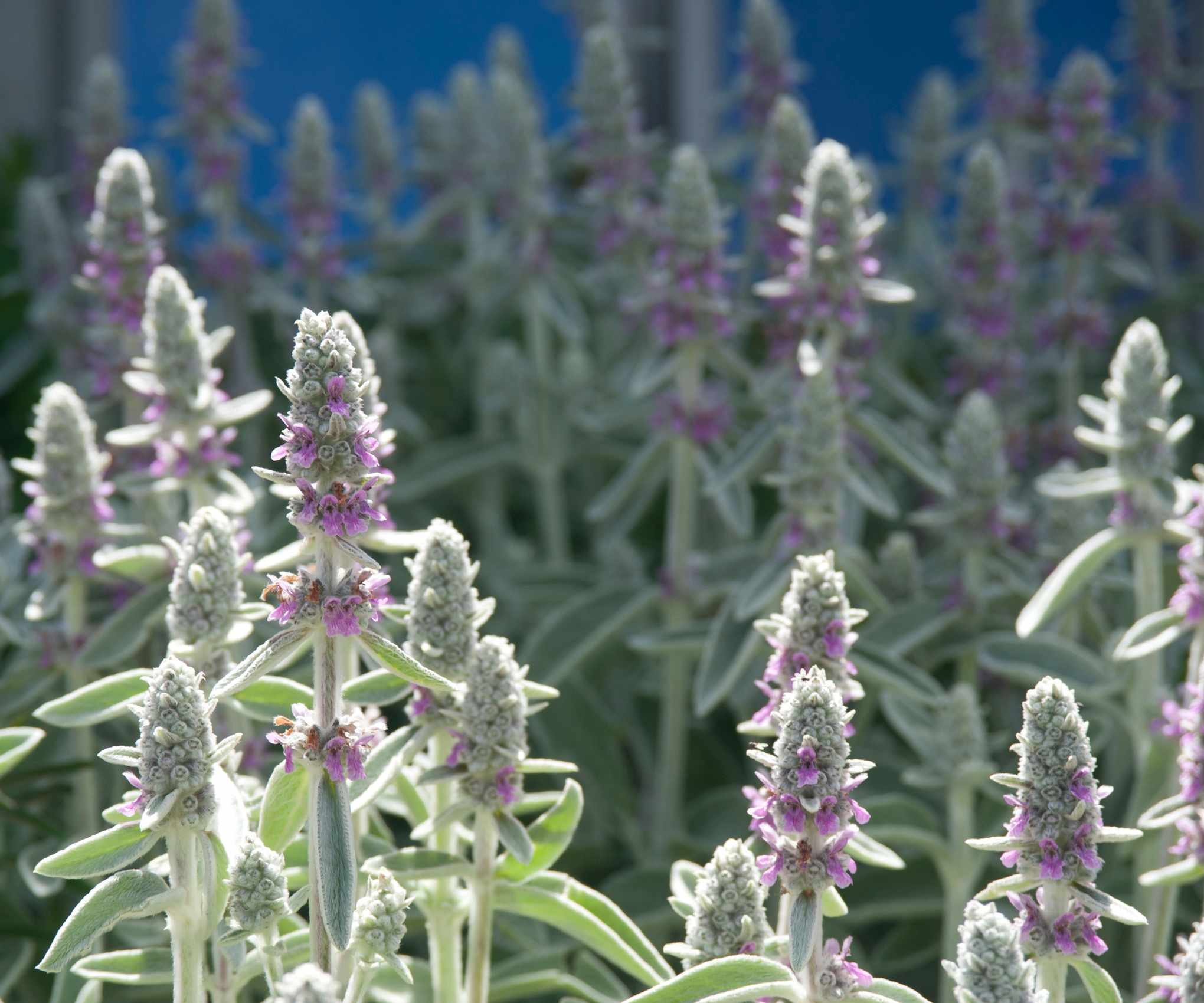 Stachys byzantina (lamb's ears)