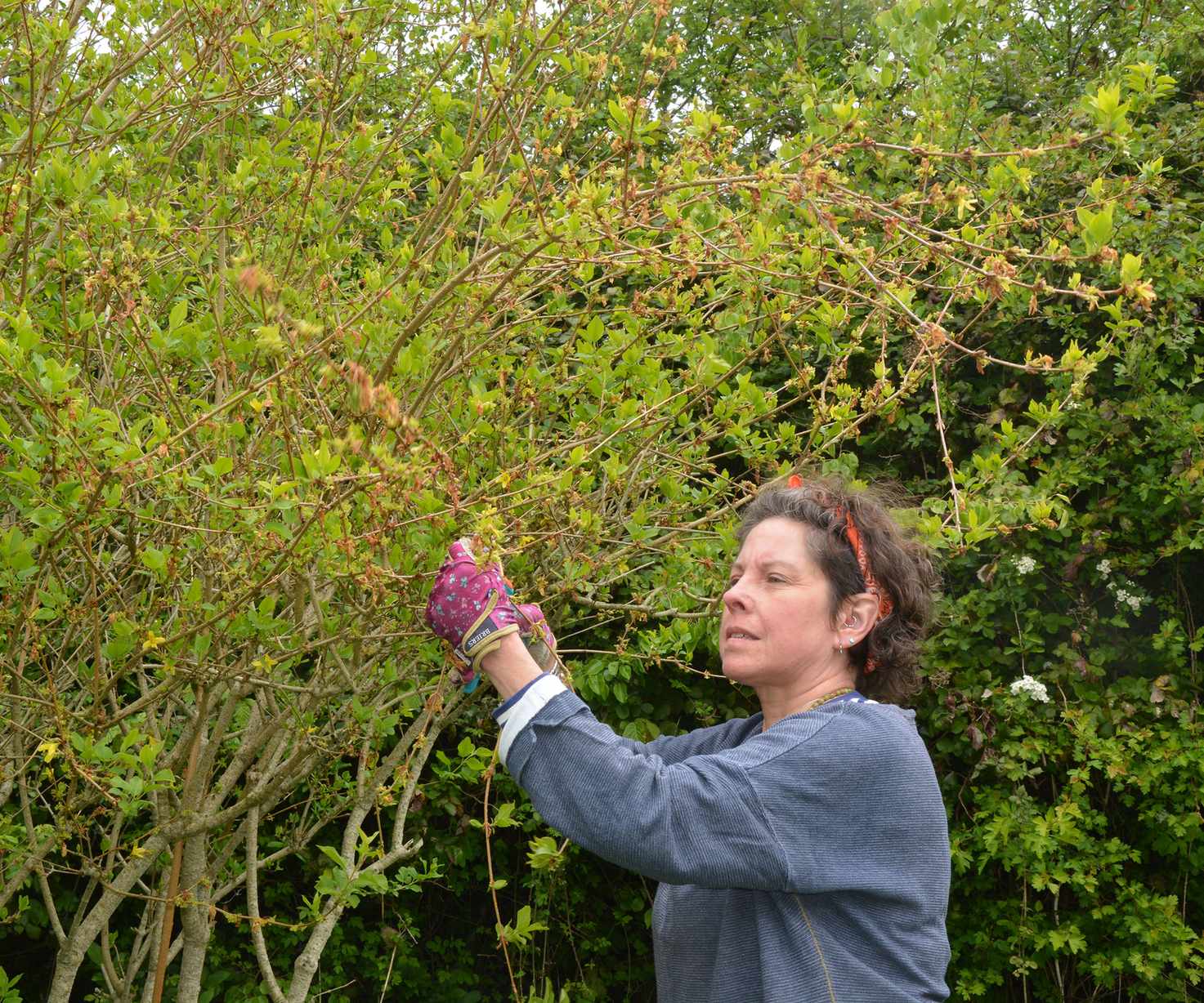 A woman pruning fprsythia as soon as it has shed its blossom in late spring