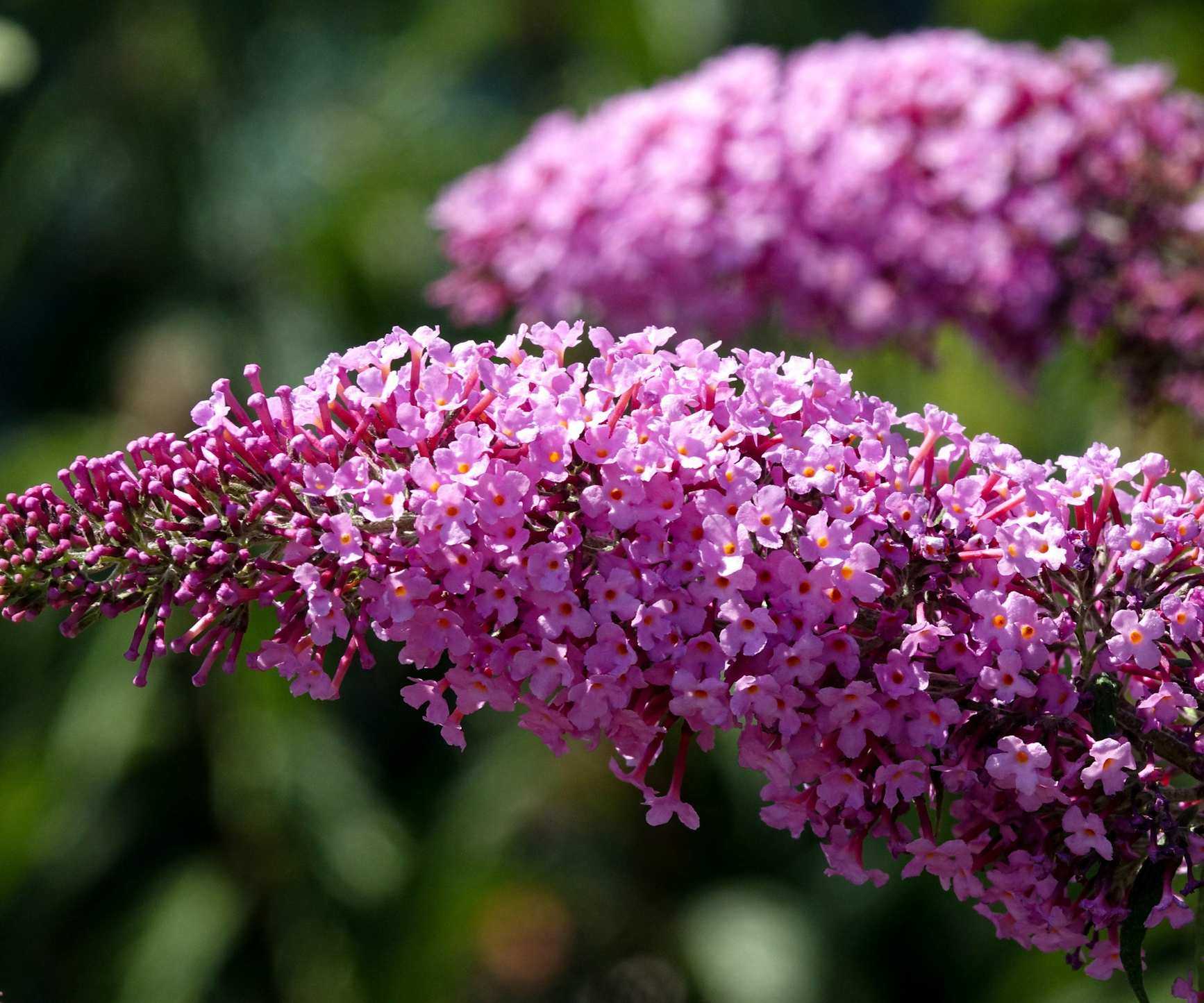 Pink Delight Butterfly Bush
