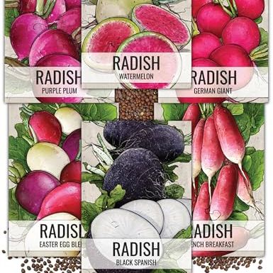 Seed Needs, Multicolor Radish Seed Packet Collection (6 Individual Varieties of Radish Seeds for Planting) Non-Gmo &amp; Untreated