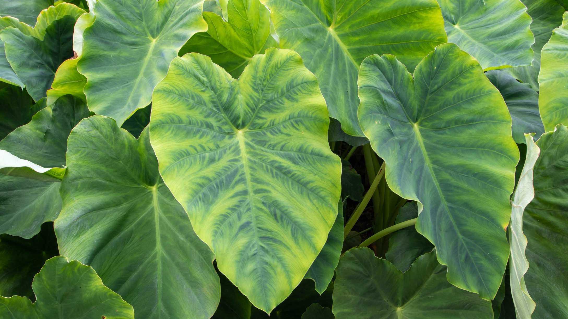 How to care for elephant ears – tips for growing colocasia