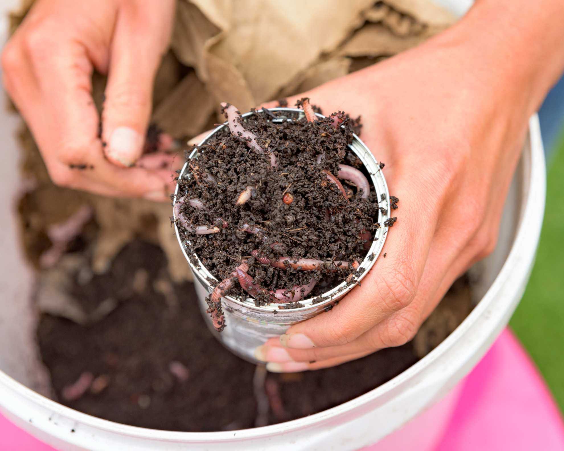 worms used in a wormery for compost